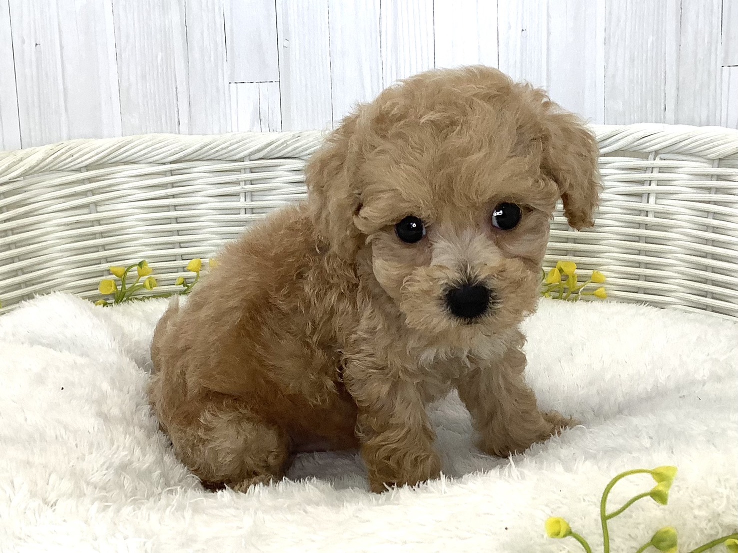 静岡県のハーフ犬・ミックス犬 (マルエスペット富士店/2026年6月20日生まれ/男の子/クリーム)の子犬の3枚目の画像