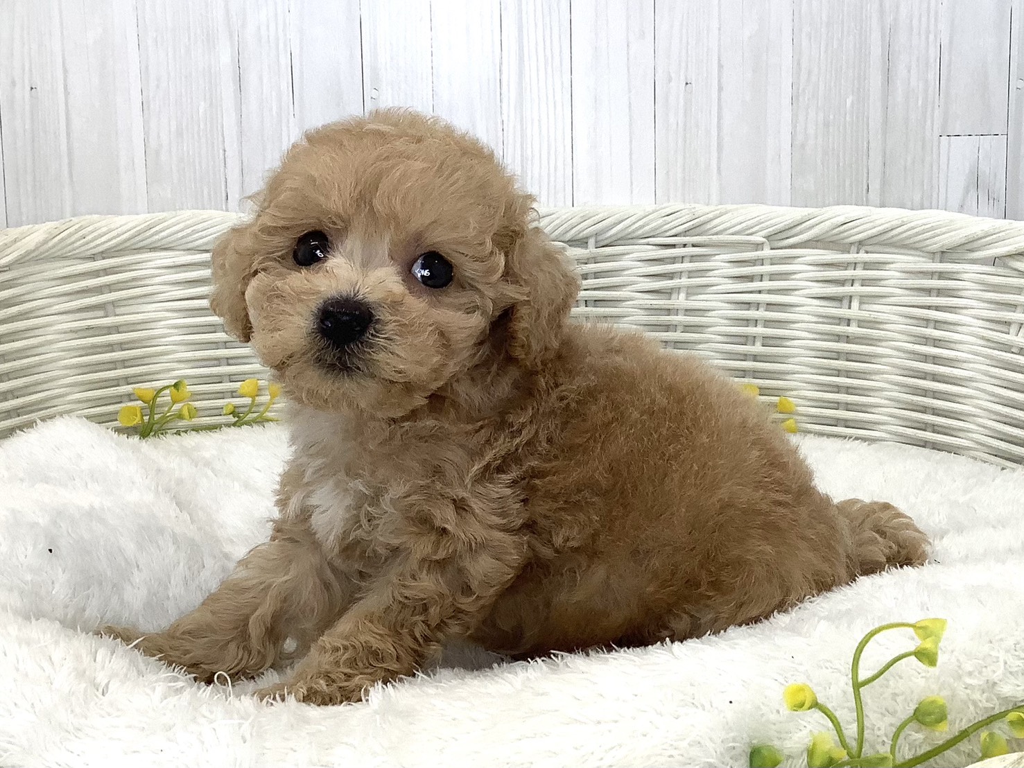 静岡県のハーフ犬・ミックス犬 (マルエスペット富士店/2026年6月20日生まれ/男の子/クリーム)の子犬の2枚目の画像
