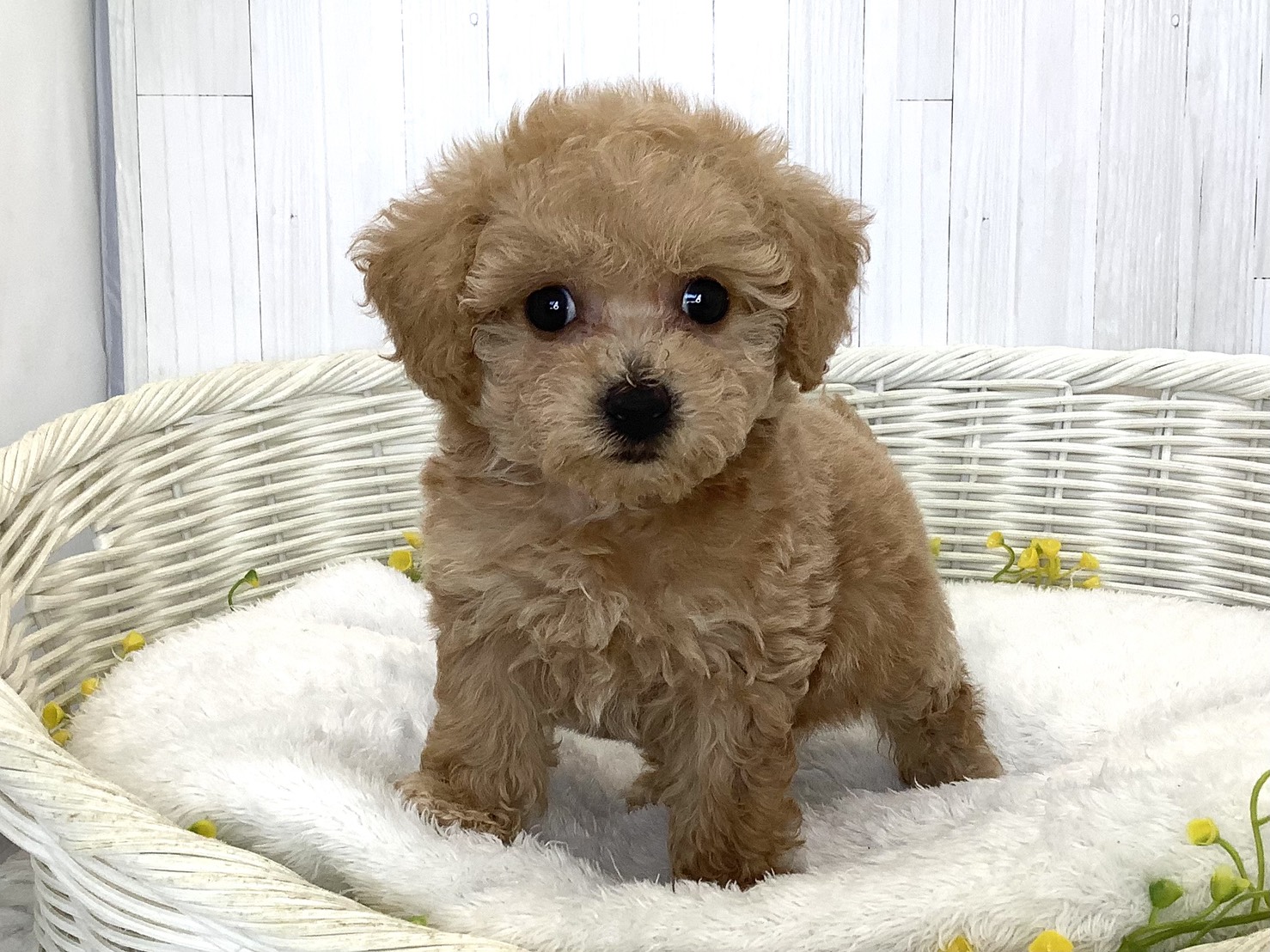 千葉県のハーフ犬・ミックス犬 (マルエスペット千鳥町店/2026年6月20日生まれ/女の子/アプリコット)の子犬の1枚目の画像
