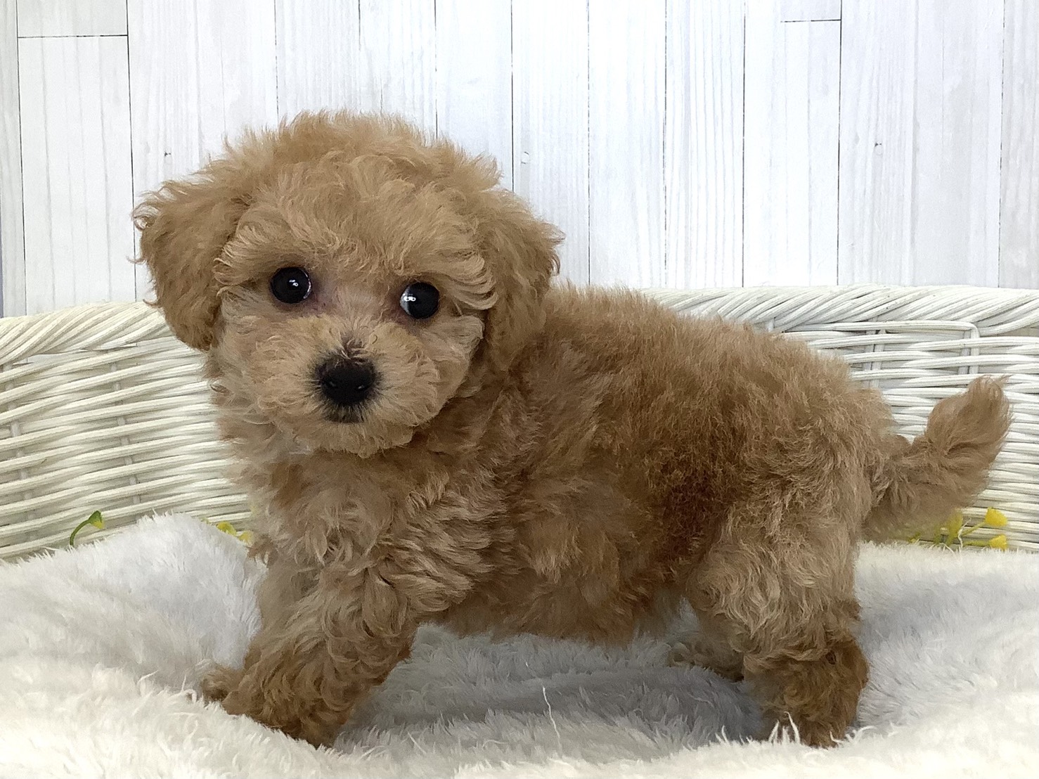 千葉県のハーフ犬・ミックス犬 (マルエスペット千鳥町店/2026年6月20日生まれ/女の子/アプリコット)の子犬の2枚目の画像