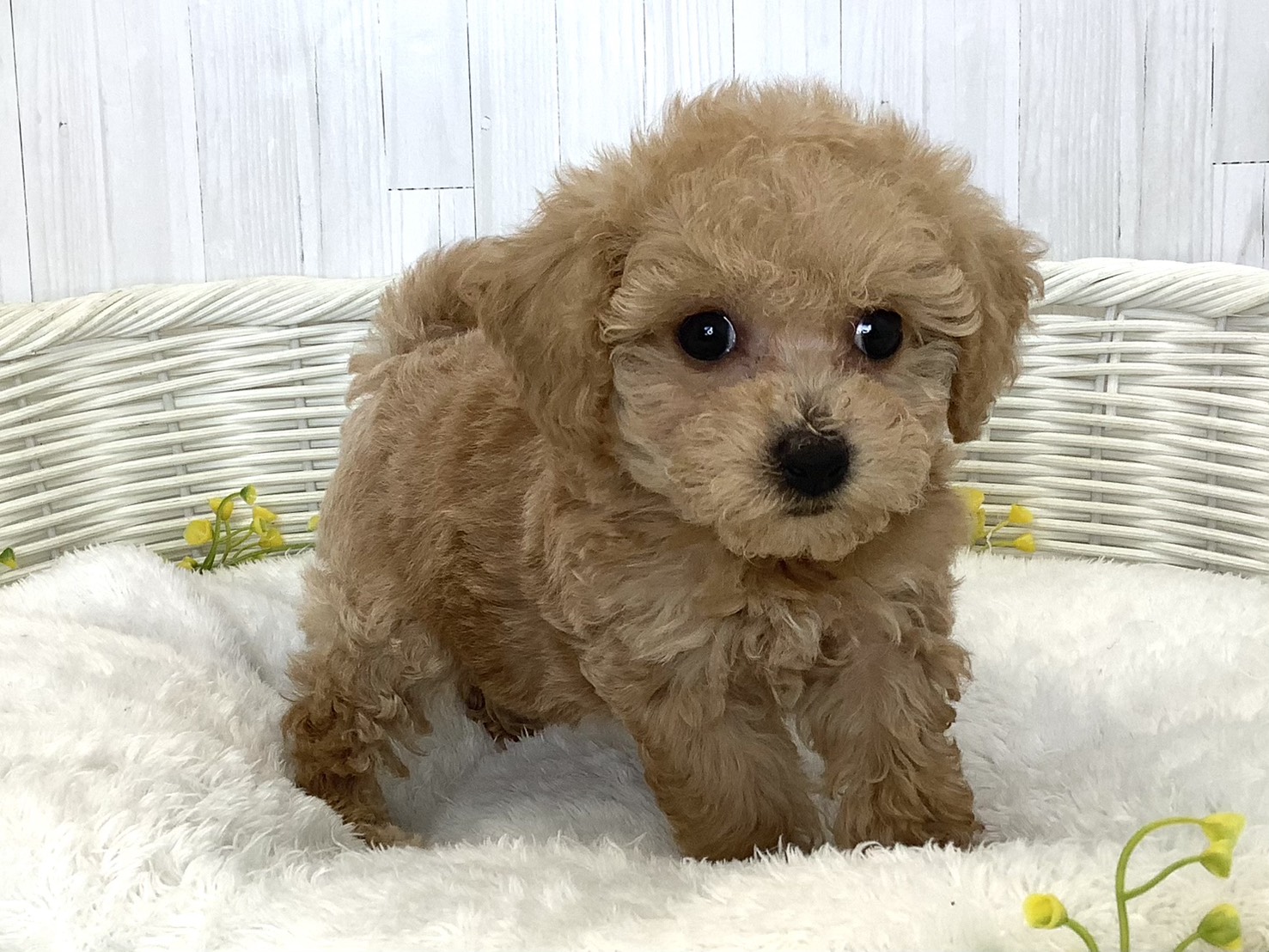 千葉県のハーフ犬・ミックス犬 (マルエスペット千鳥町店/2026年6月20日生まれ/女の子/アプリコット)の子犬の3枚目の画像