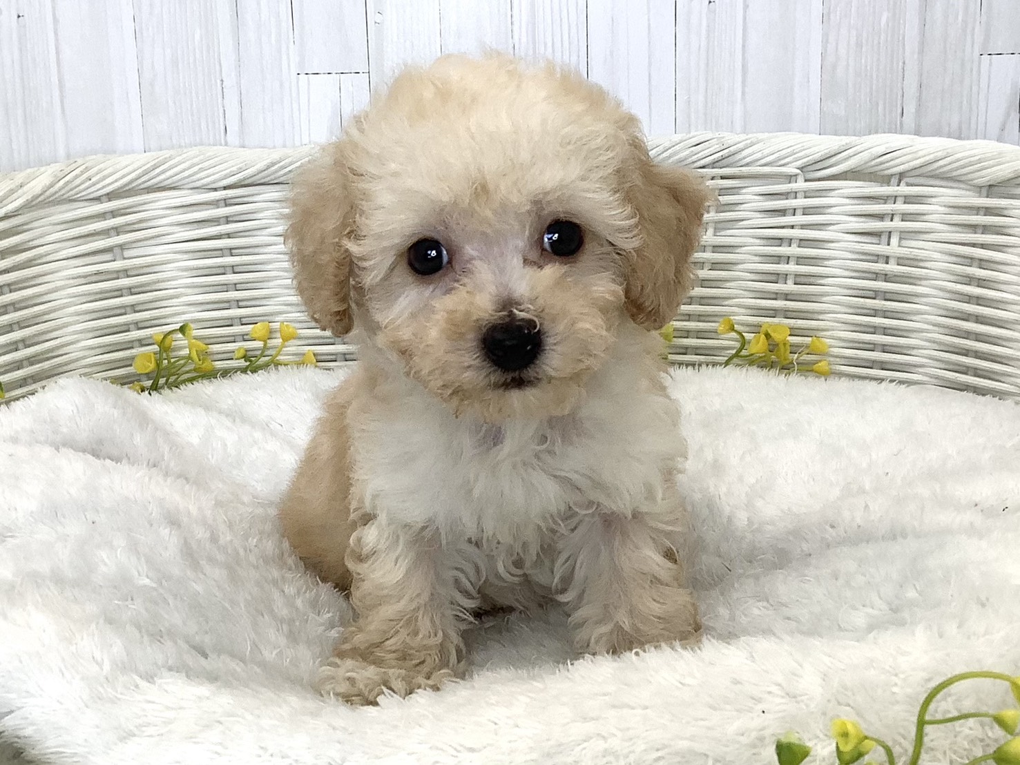 広島県のハーフ犬・ミックス犬 (マルエスペット広島段原ショッピングセンター店/2026年6月20日生まれ/男の子/クリーム)の子犬の1枚目の画像