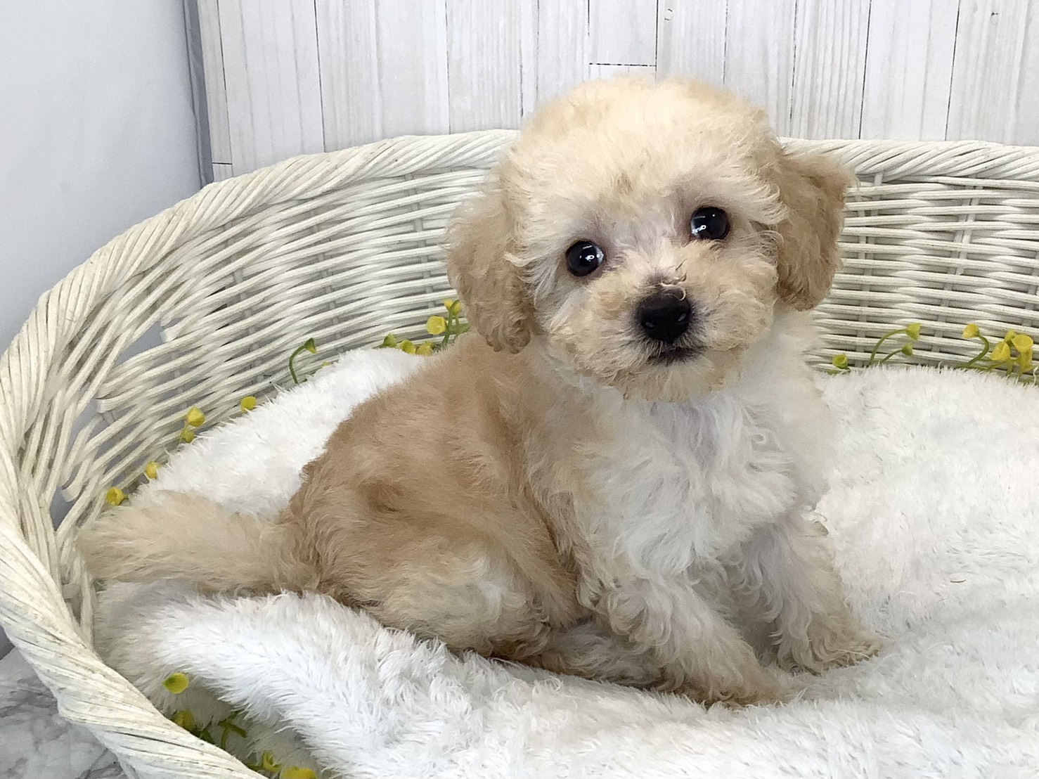 広島県のハーフ犬・ミックス犬 (マルエスペット広島段原ショッピングセンター店/2026年6月20日生まれ/男の子/クリーム)の子犬の2枚目の画像
