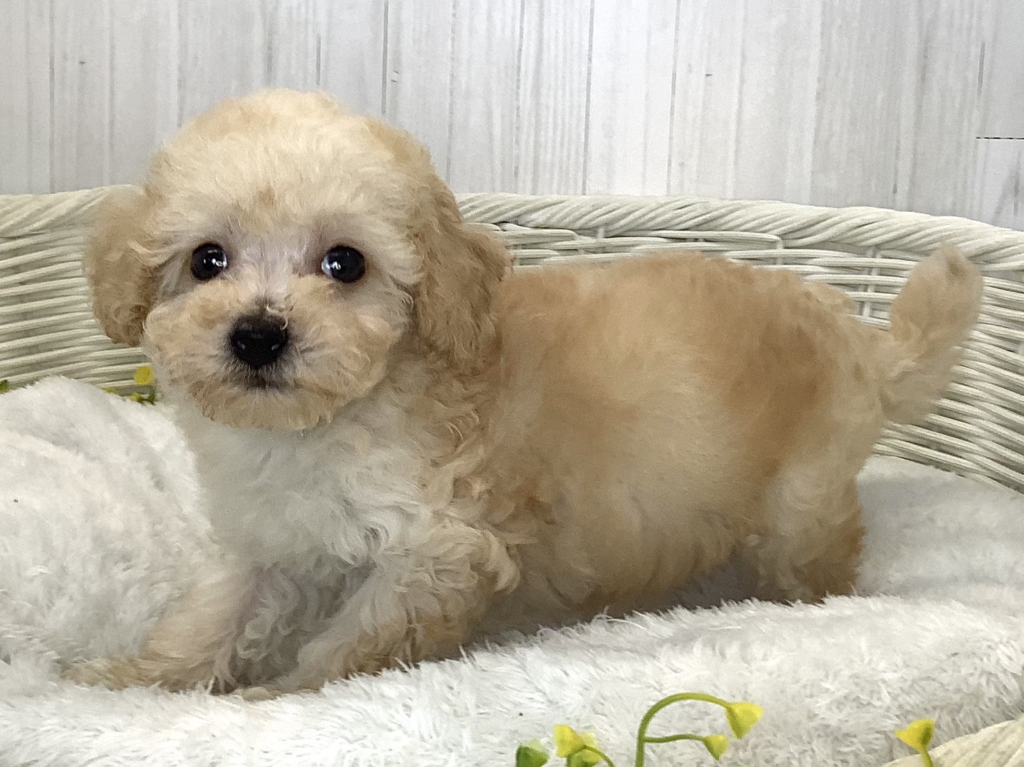 広島県のハーフ犬・ミックス犬 (マルエスペット広島段原ショッピングセンター店/2026年6月20日生まれ/男の子/クリーム)の子犬の3枚目の画像