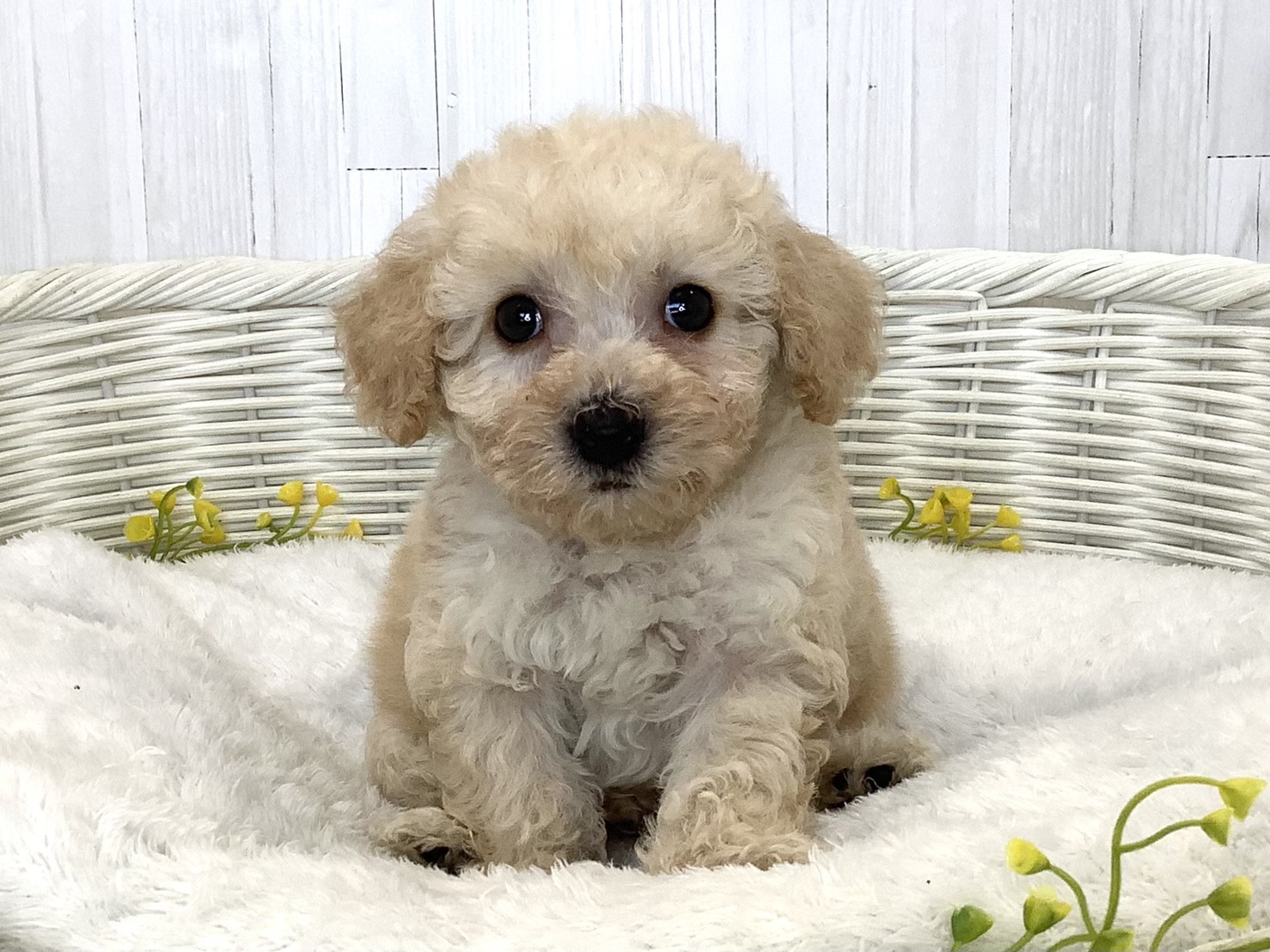 静岡県のハーフ犬・ミックス犬 (マルエスペット島田店/2026年6月20日生まれ/男の子/クリーム)の子犬の1枚目の画像