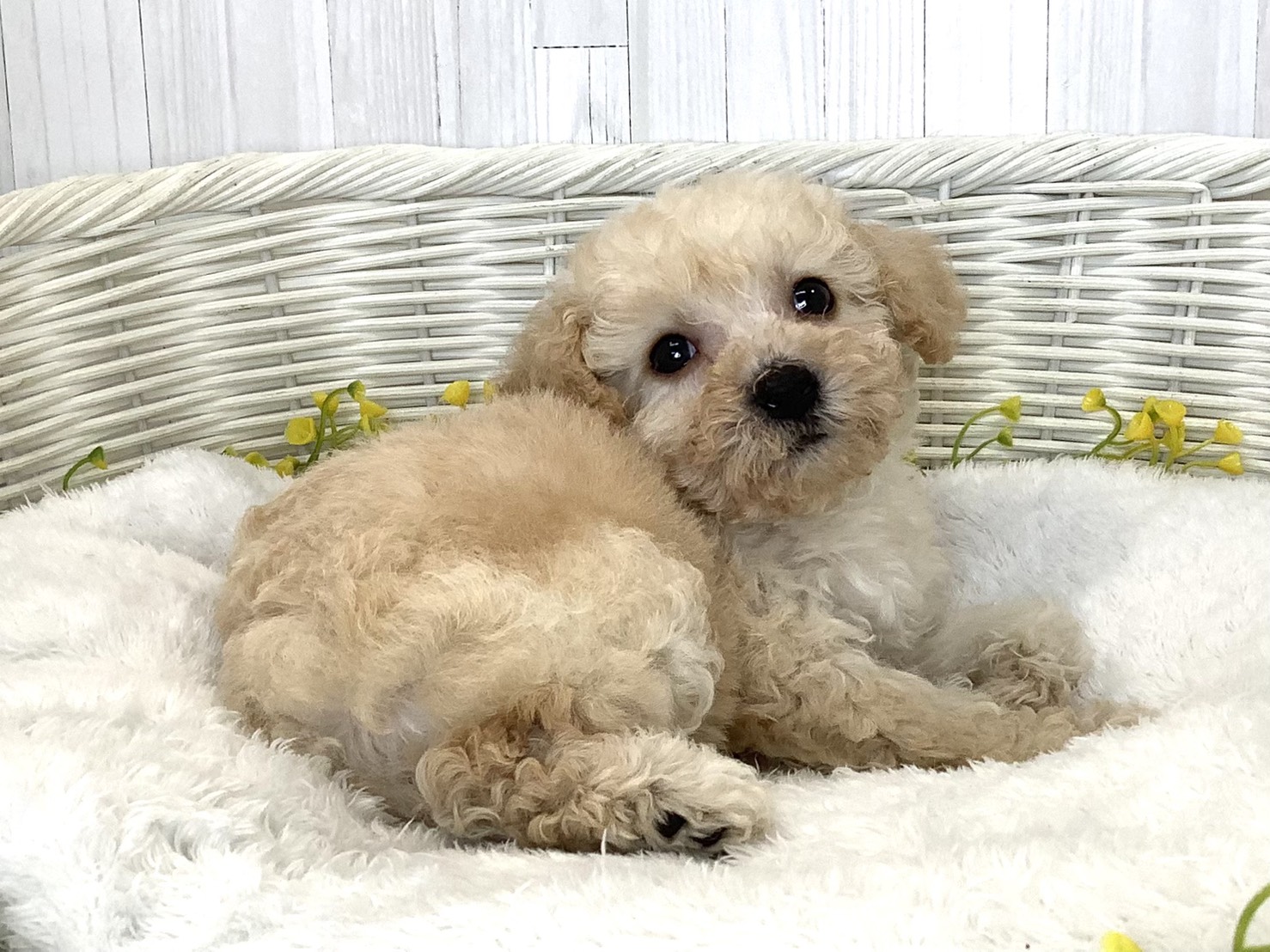 静岡県のハーフ犬・ミックス犬 (マルエスペット島田店/2026年6月20日生まれ/男の子/クリーム)の子犬の3枚目の画像