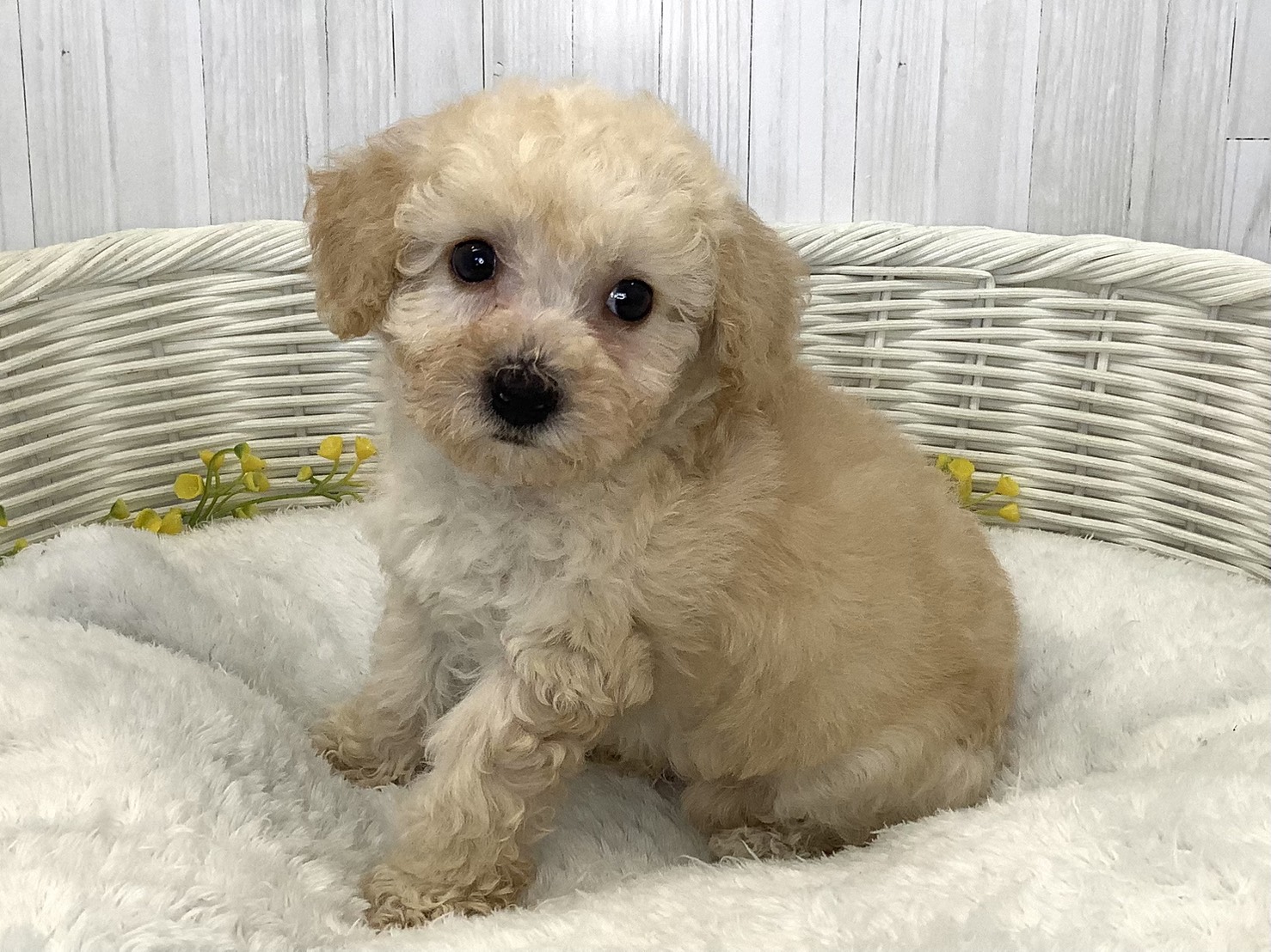静岡県のハーフ犬・ミックス犬 (マルエスペット島田店/2026年6月20日生まれ/男の子/クリーム)の子犬の2枚目の画像
