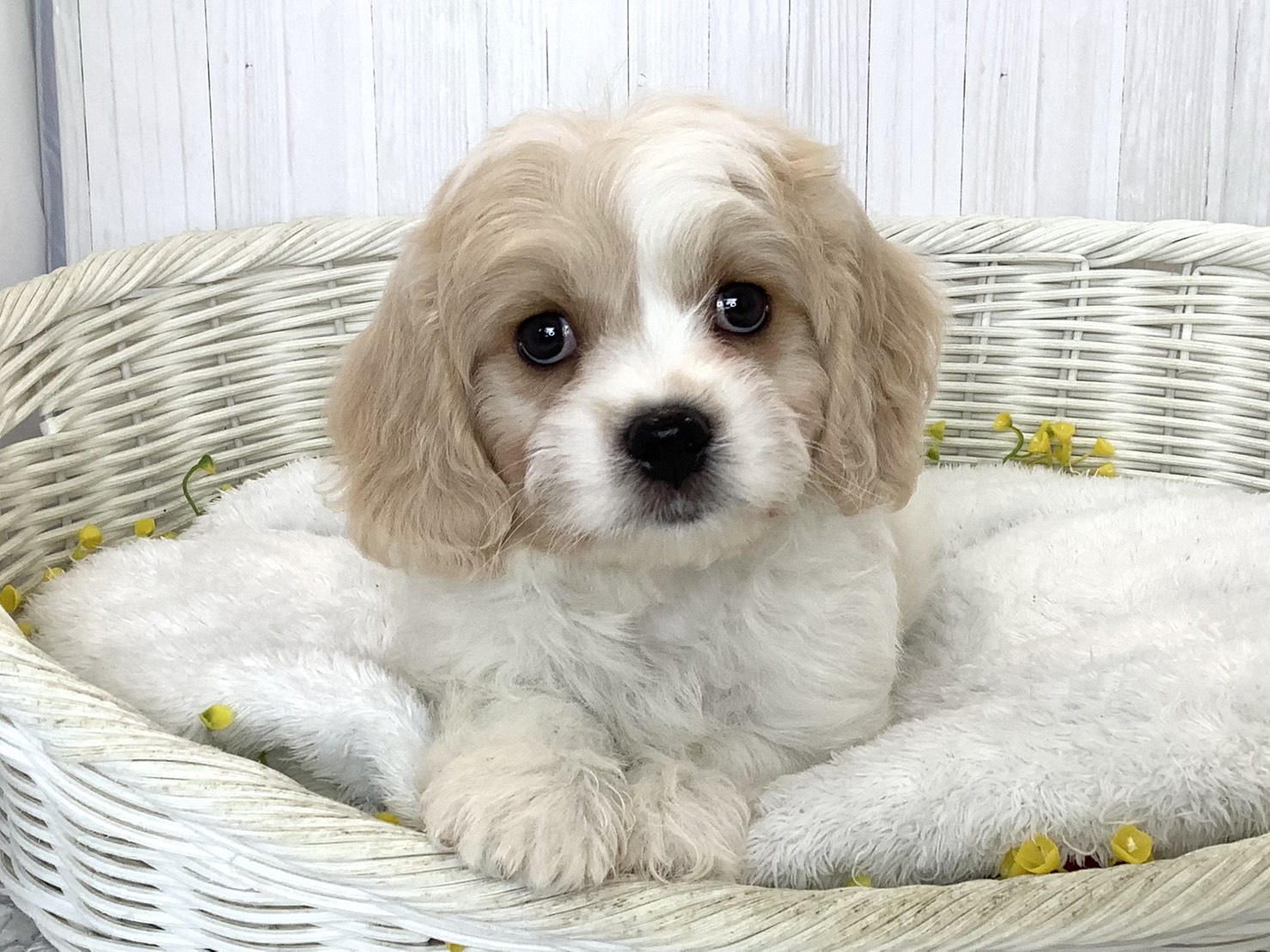 静岡県のハーフ犬・ミックス犬 (マルエスペットホームアシスト店/2026年6月18日生まれ/男の子/ブレンハイム)の子犬の1枚目の画像