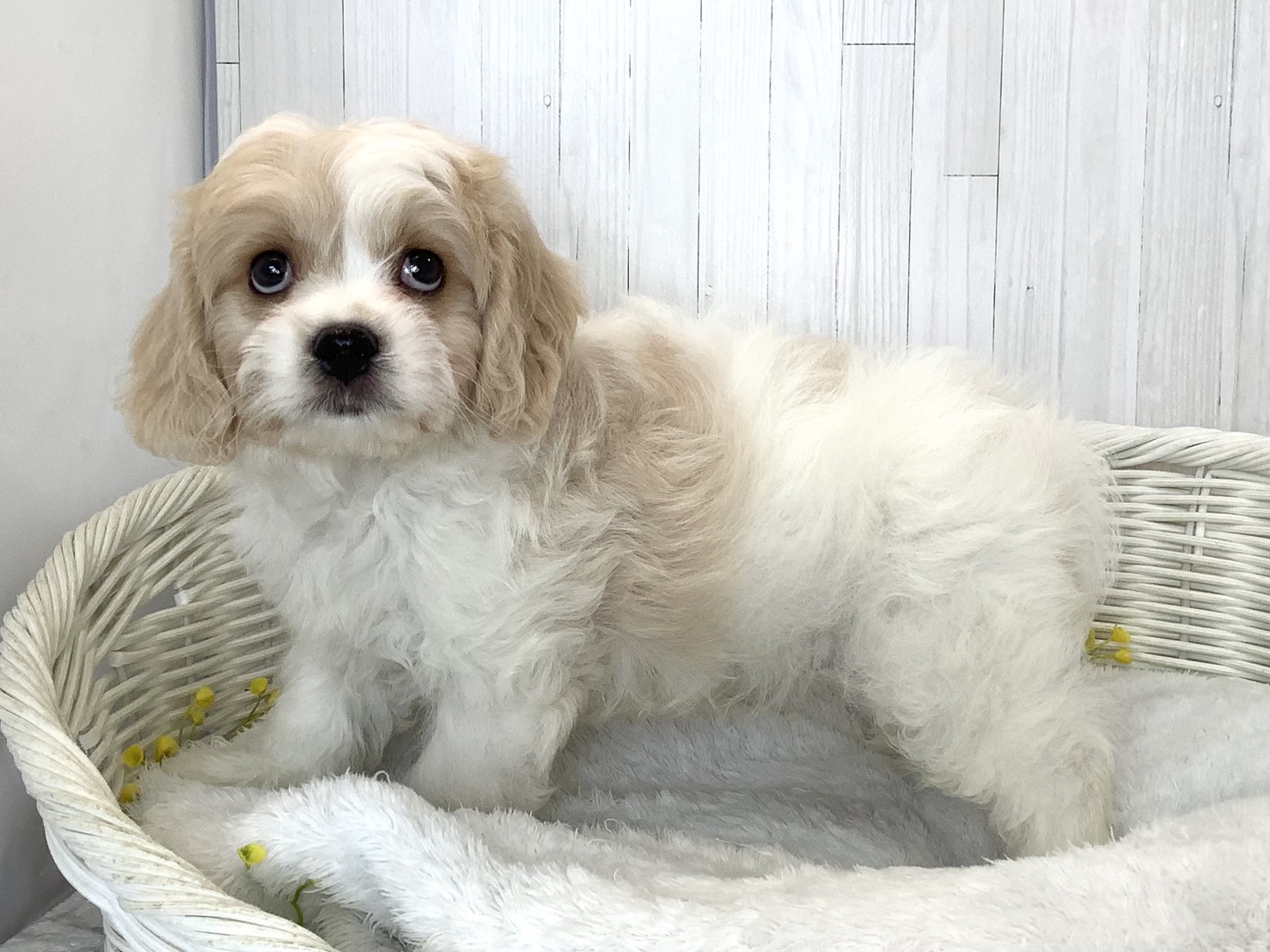 静岡県のハーフ犬・ミックス犬 (マルエスペットホームアシスト店/2026年6月18日生まれ/男の子/ブレンハイム)の子犬の2枚目の画像