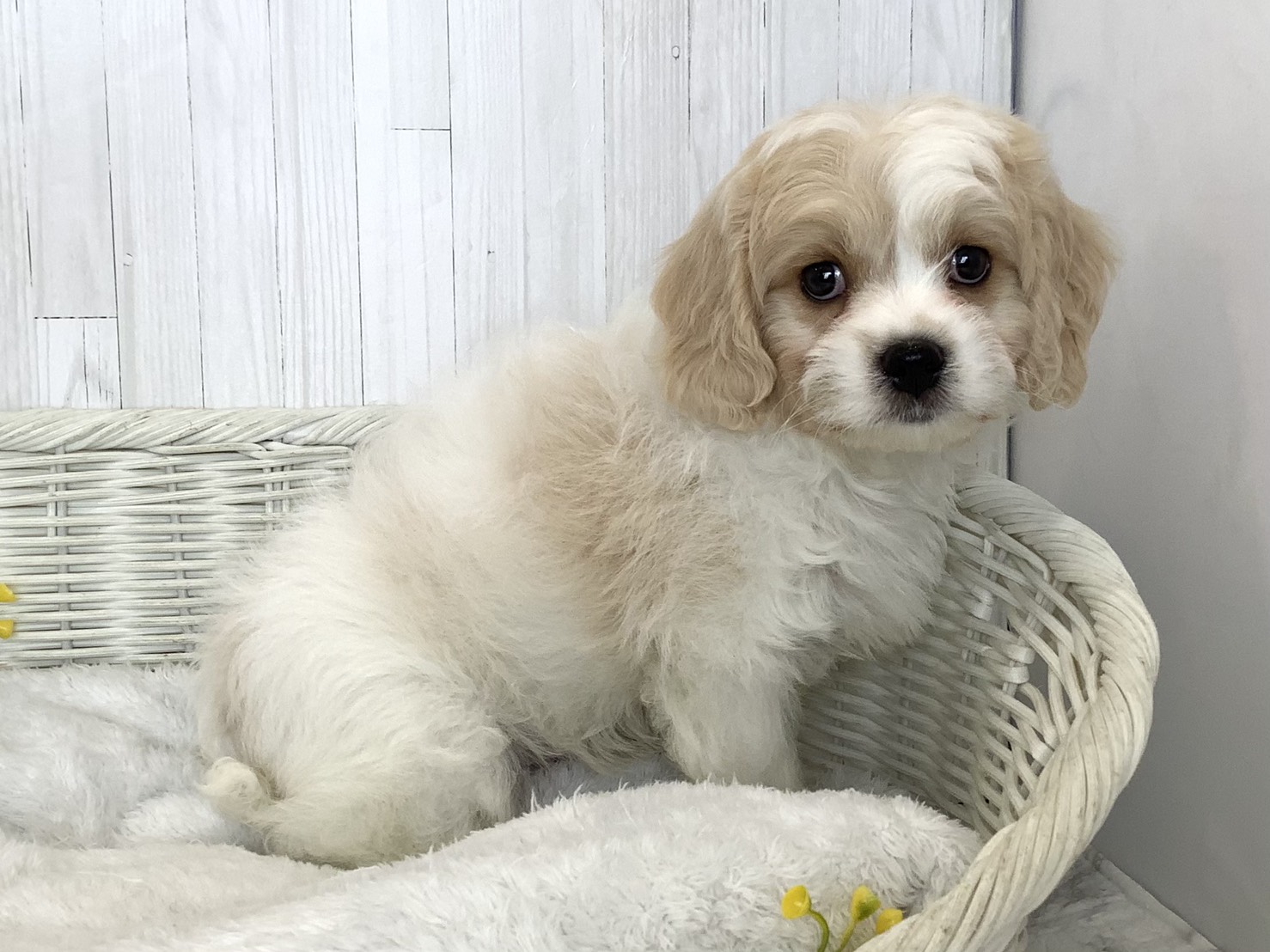 静岡県のハーフ犬・ミックス犬 (マルエスペットホームアシスト店/2026年6月18日生まれ/男の子/ブレンハイム)の子犬の3枚目の画像