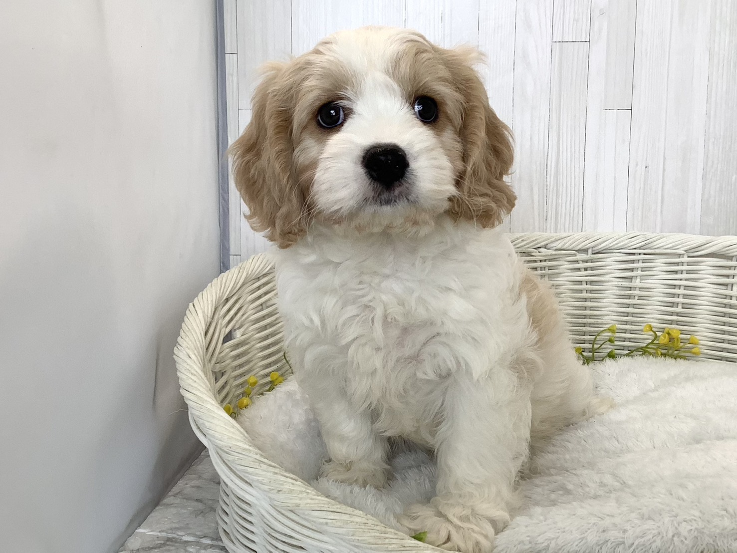 奈良県のハーフ犬・ミックス犬 (マルエスペット ヒルステップ生駒店/2026年6月18日生まれ/男の子/ブレンハイム)の子犬の1枚目の画像
