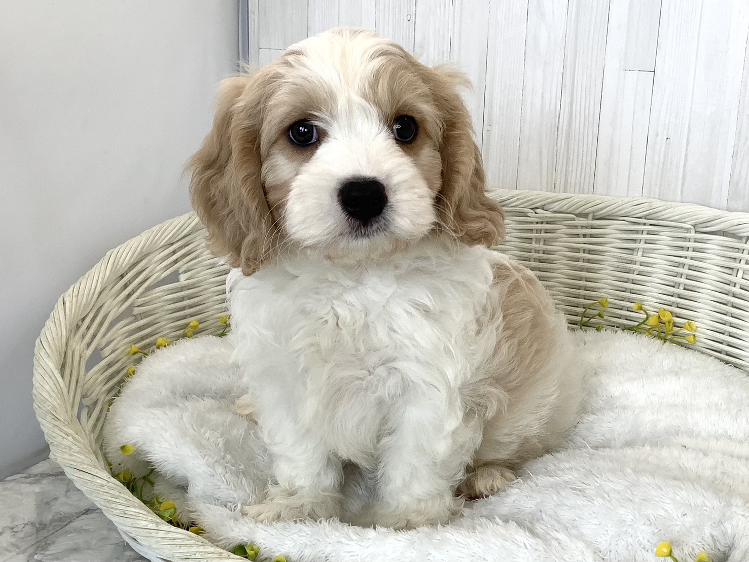 奈良県のハーフ犬・ミックス犬 (マルエスペット ヒルステップ生駒店/2026年6月18日生まれ/男の子/ブレンハイム)の子犬の3枚目の画像