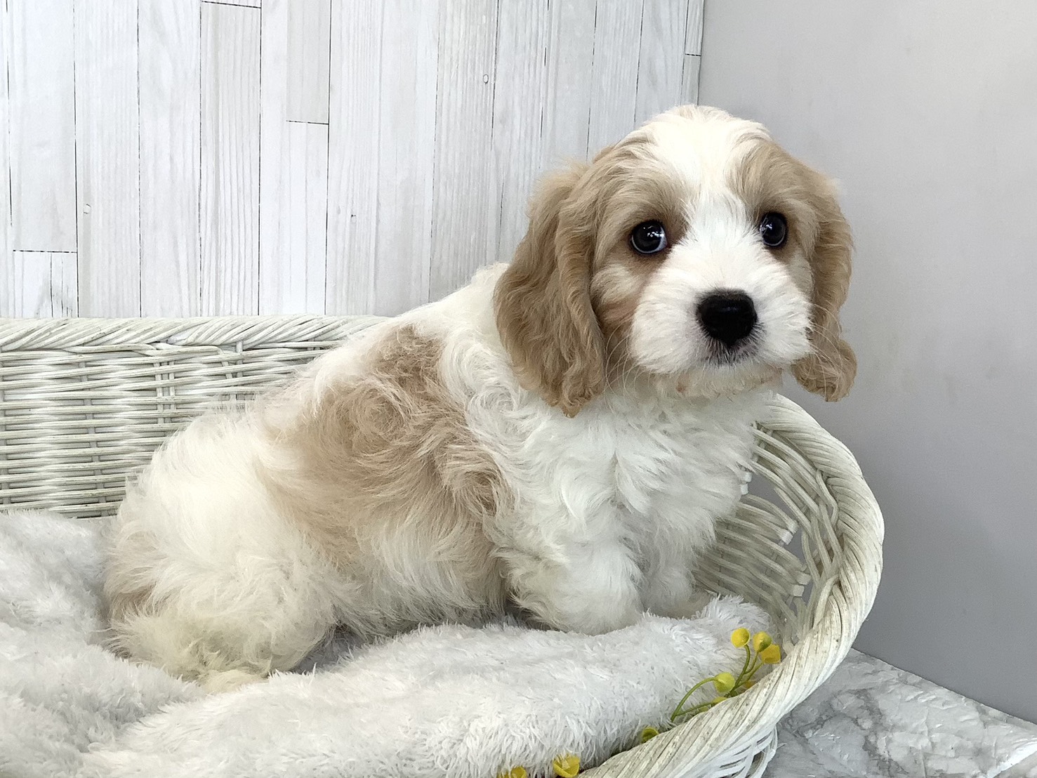 奈良県のハーフ犬・ミックス犬 (マルエスペット ヒルステップ生駒店/2026年6月18日生まれ/男の子/ブレンハイム)の子犬の2枚目の画像