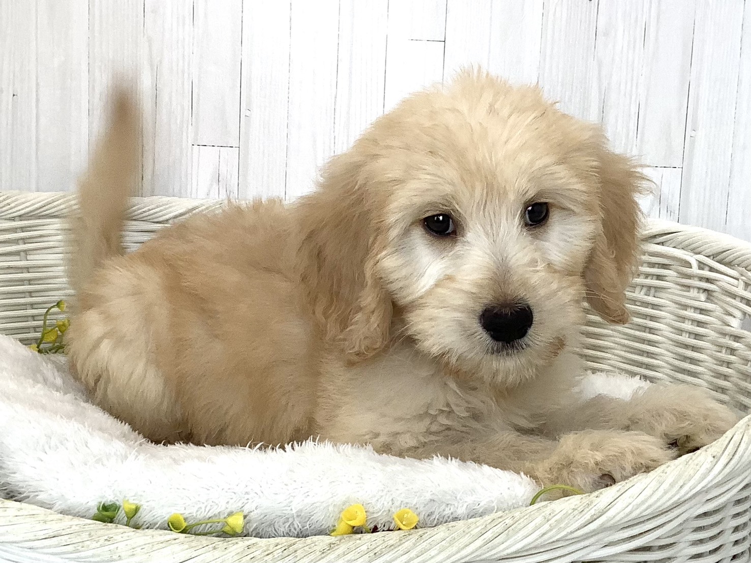 静岡県のハーフ犬・ミックス犬 (マルエスペットホームアシスト店/2026年6月16日生まれ/男の子/クリーム)の子犬の2枚目の画像