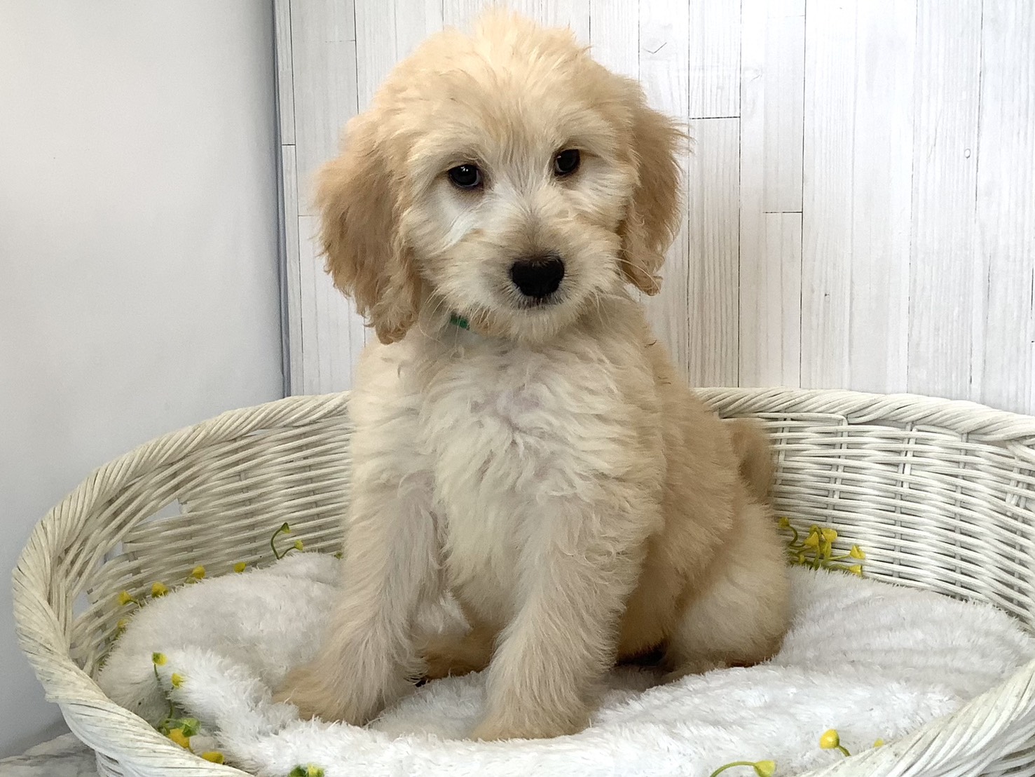 静岡県のハーフ犬・ミックス犬 (マルエスペットホームアシスト店/2026年6月16日生まれ/男の子/クリーム)の子犬の3枚目の画像
