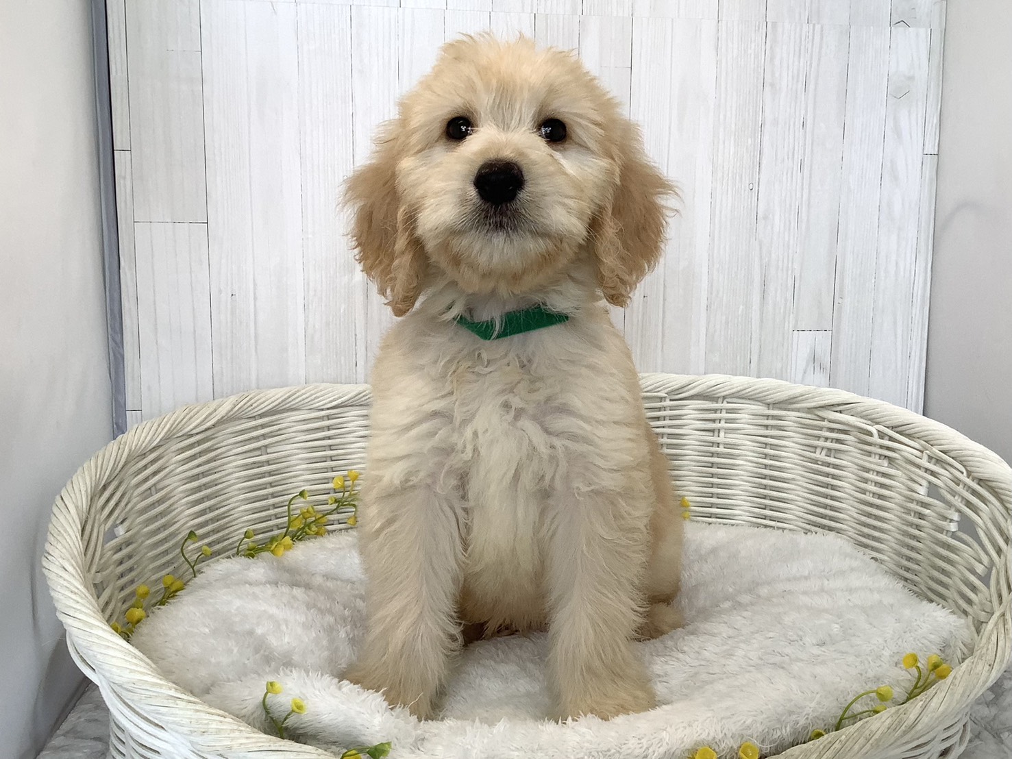 静岡県のハーフ犬・ミックス犬 (マルエスペットホームアシスト店/2026年6月16日生まれ/男の子/クリーム)の子犬の1枚目の画像