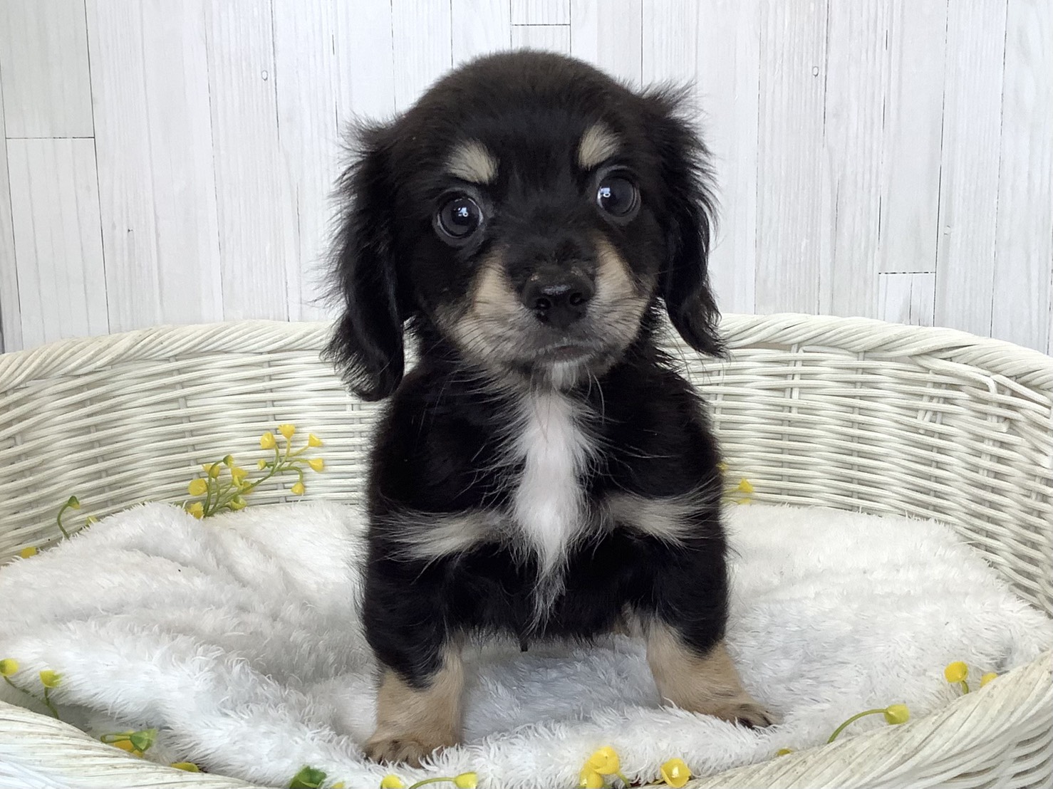 奈良県のハーフ犬・ミックス犬 (マルエスペット はんな店/2026年6月18日生まれ/男の子/ブラッククリーム)の子犬の1枚目の画像