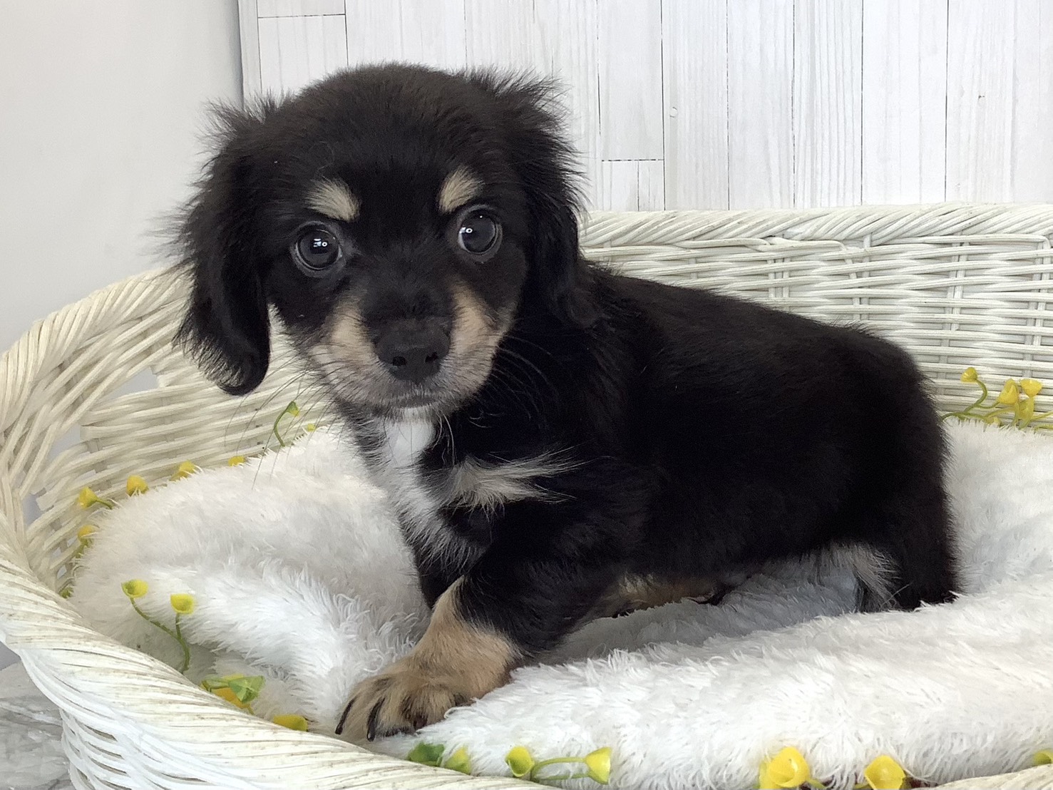 奈良県のハーフ犬・ミックス犬 (マルエスペット はんな店/2026年6月18日生まれ/男の子/ブラッククリーム)の子犬の3枚目の画像