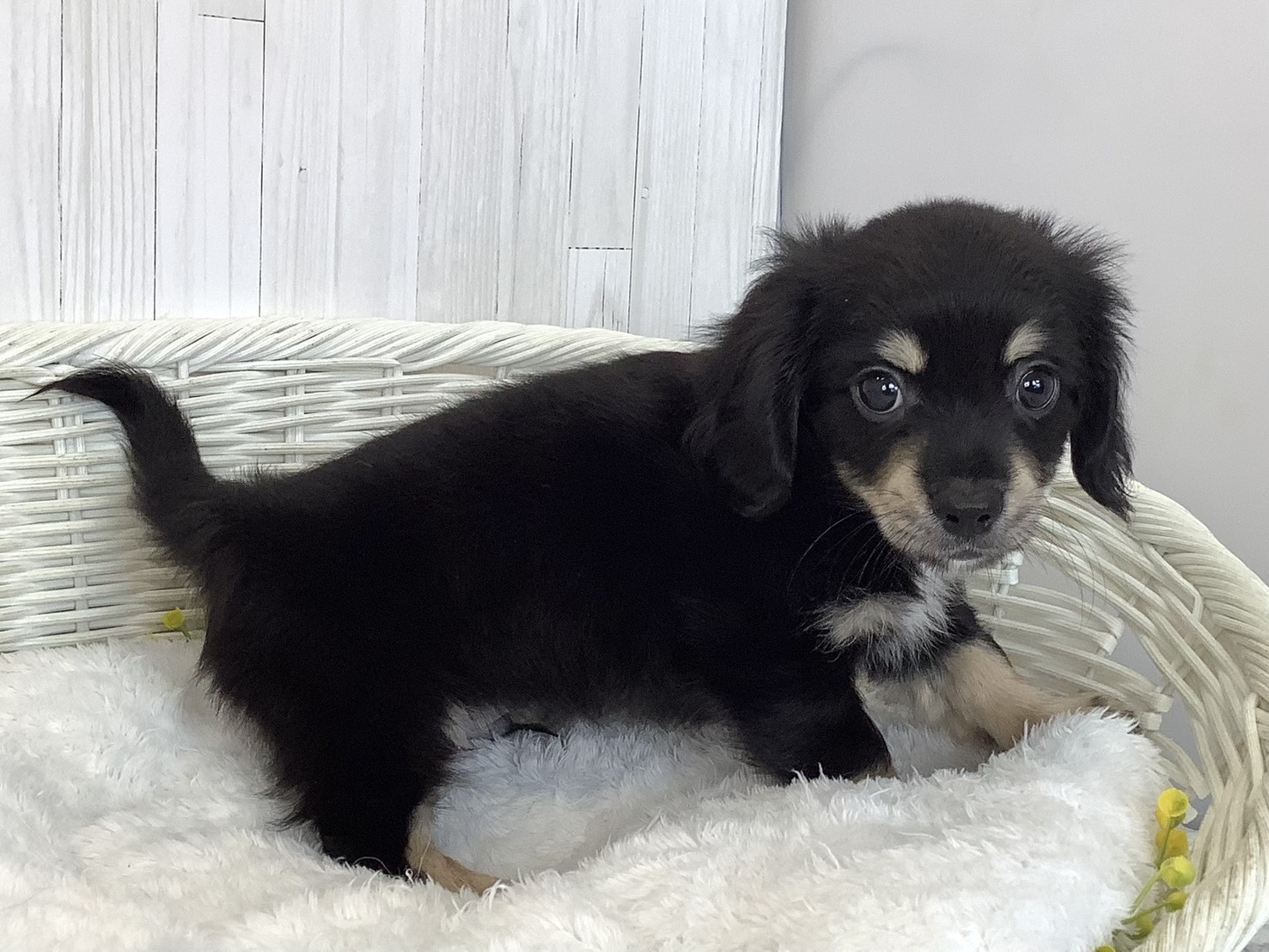 奈良県のハーフ犬・ミックス犬 (マルエスペット はんな店/2026年6月18日生まれ/男の子/ブラッククリーム)の子犬の2枚目の画像