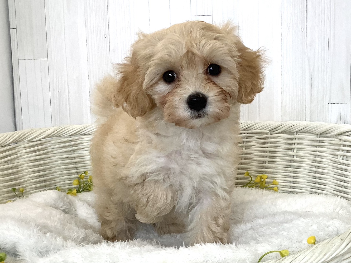 神奈川県のハーフ犬・ミックス犬 (マルエスペット相模大野店/2026年6月21日生まれ/女の子/アプリコット)の子犬の1枚目の画像