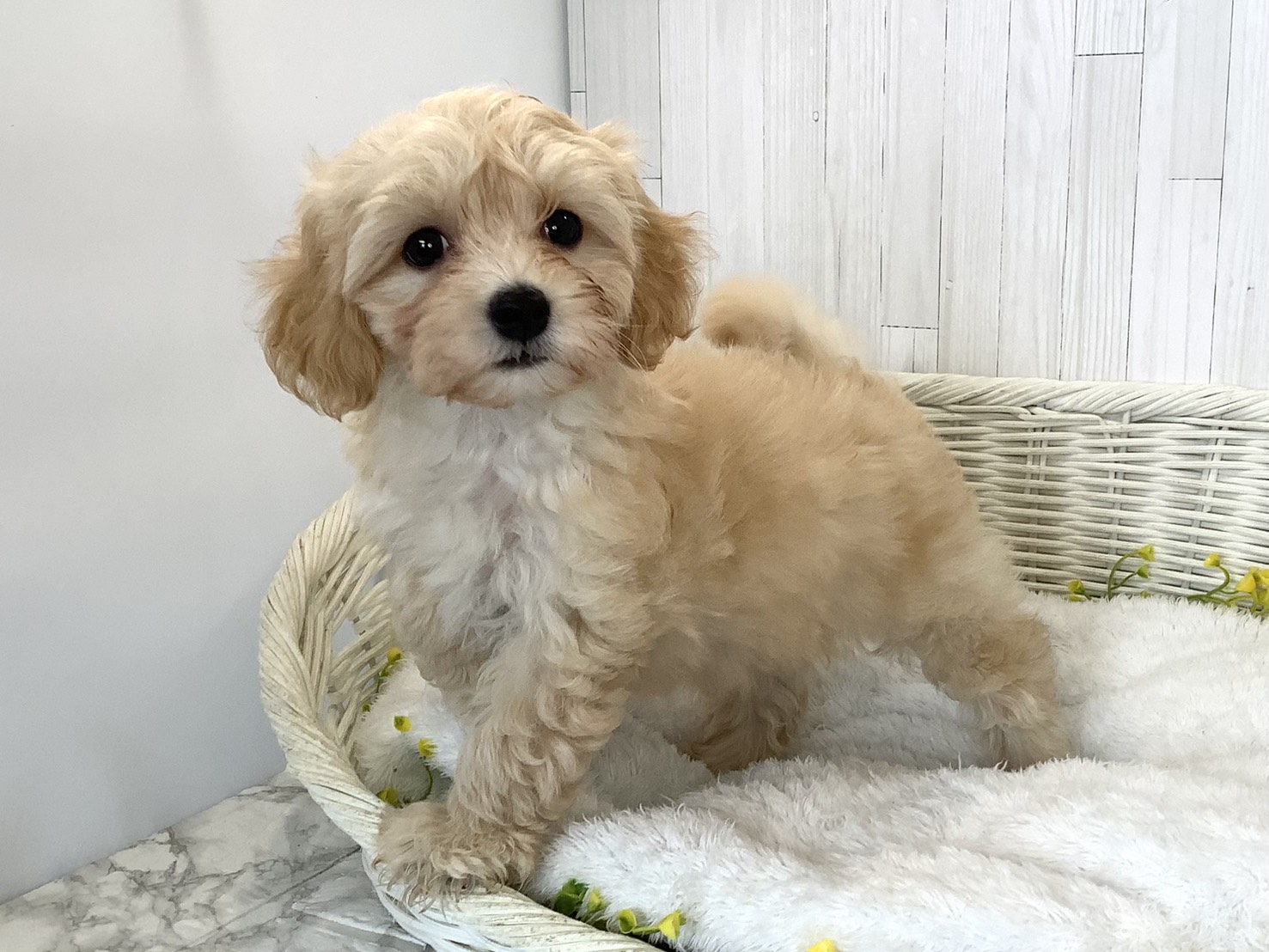 神奈川県のハーフ犬・ミックス犬 (マルエスペット相模大野店/2026年6月21日生まれ/女の子/アプリコット)の子犬の2枚目の画像