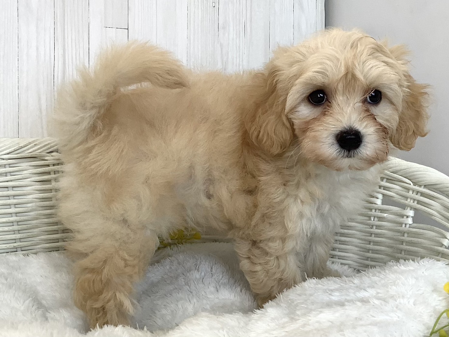 神奈川県のハーフ犬・ミックス犬 (マルエスペット相模大野店/2026年6月21日生まれ/女の子/アプリコット)の子犬の3枚目の画像
