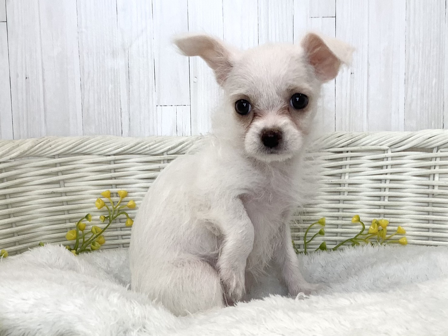静岡県のハーフ犬・ミックス犬 (マルエスペット御殿場店/2026年6月22日生まれ/女の子/ホワイト)の子犬の2枚目の画像