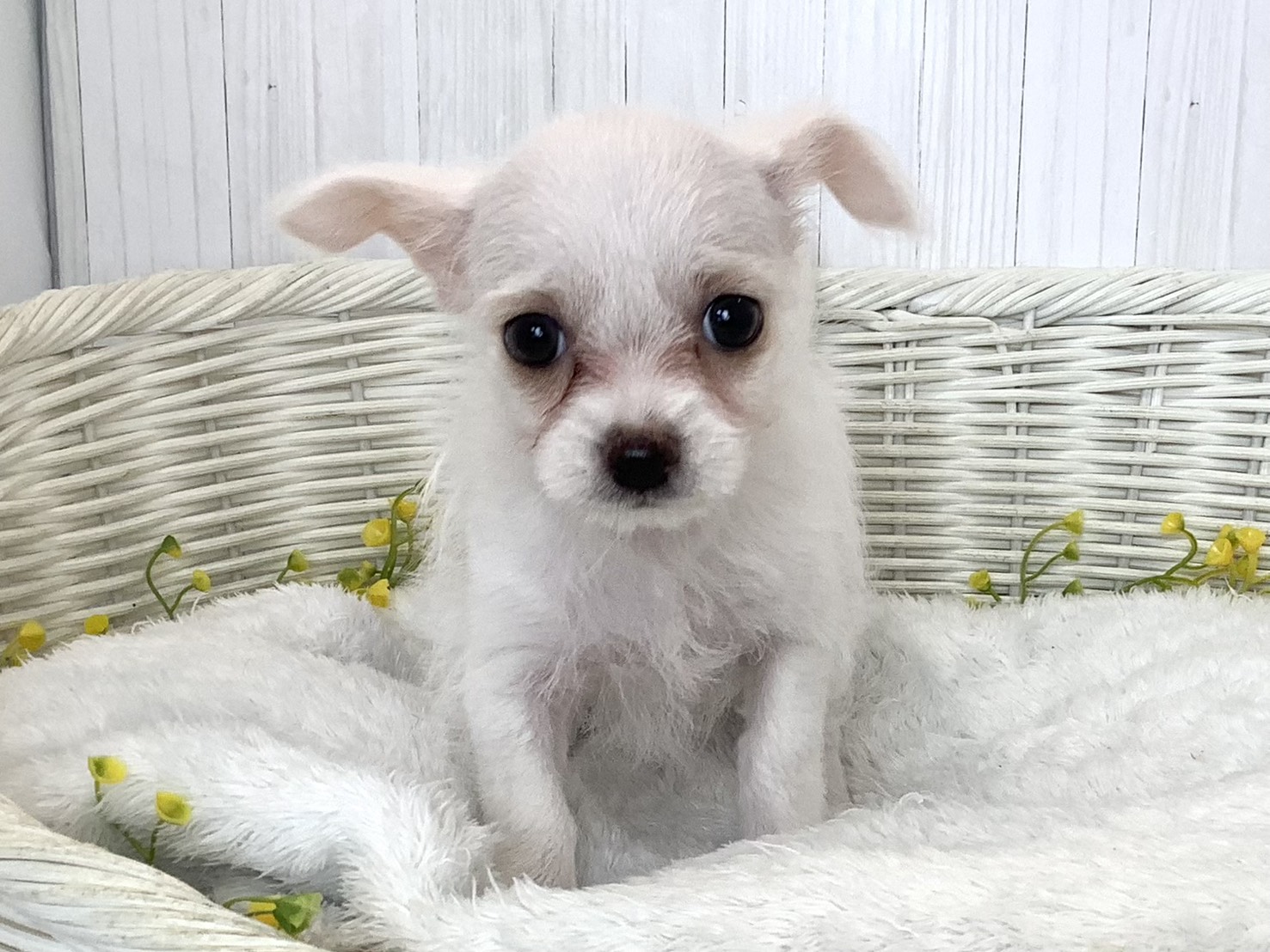 静岡県のハーフ犬・ミックス犬 (マルエスペット御殿場店/2026年6月22日生まれ/女の子/ホワイト)の子犬の1枚目の画像