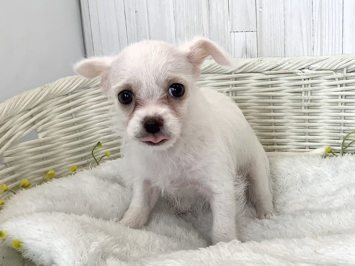 静岡県のハーフ犬・ミックス犬 (マルエスペット御殿場店/2026年6月22日生まれ/女の子/ホワイト)の子犬の3枚目の画像