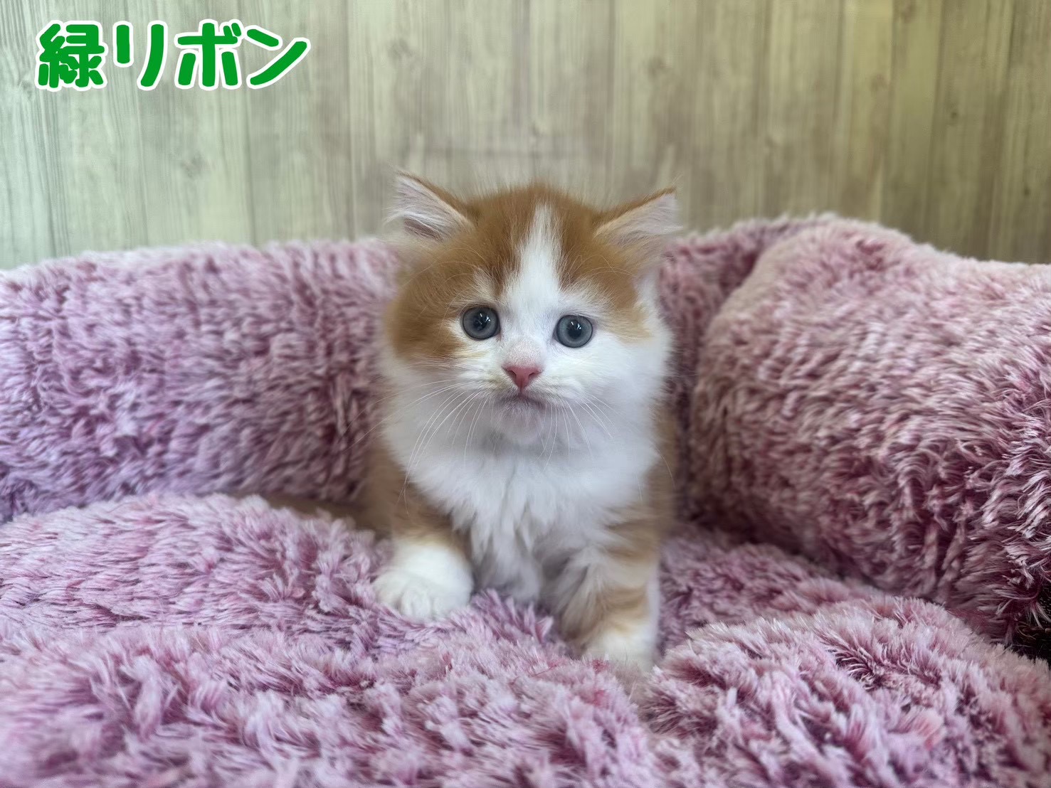 大阪府のスコティッシュフォールド (ペットプラザ吹田インター青葉丘店/2026年4月19日生まれ/男の子/レッドタビーホワイト)の子猫の1枚目の画像