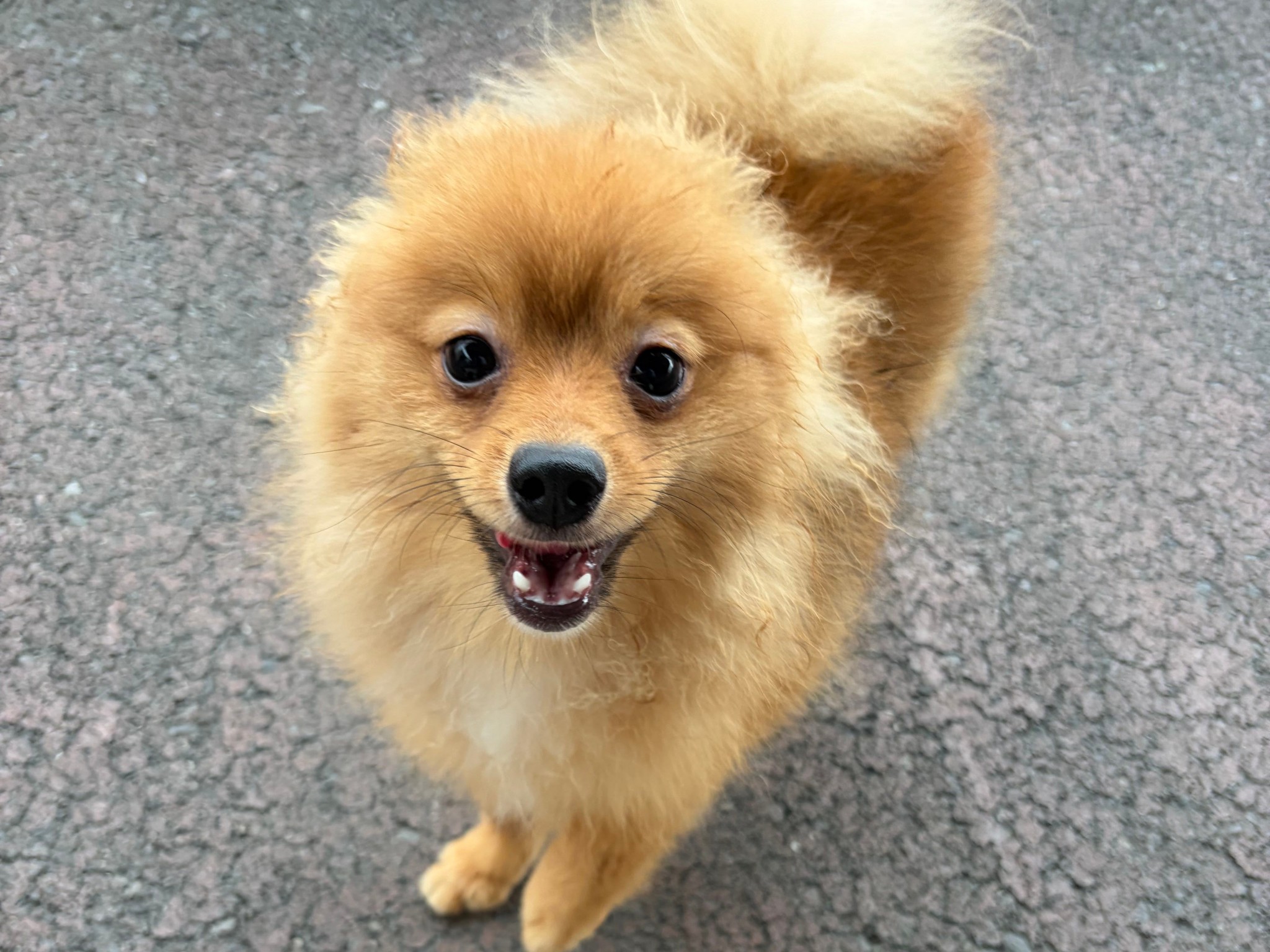奈良県のポメラニアン (マルエスペット いかるが店/2026年1月11日生まれ/男の子/オレンジ)の子犬の3枚目の画像