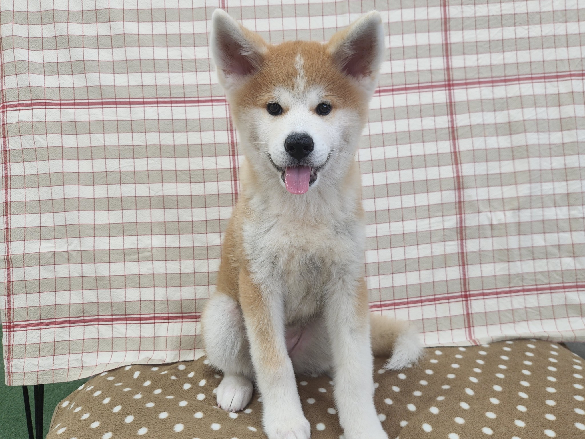 奈良県の秋田犬 (マルエスペット いかるが店/2026年6月14日生まれ/女の子/赤)の子犬の4枚目の画像