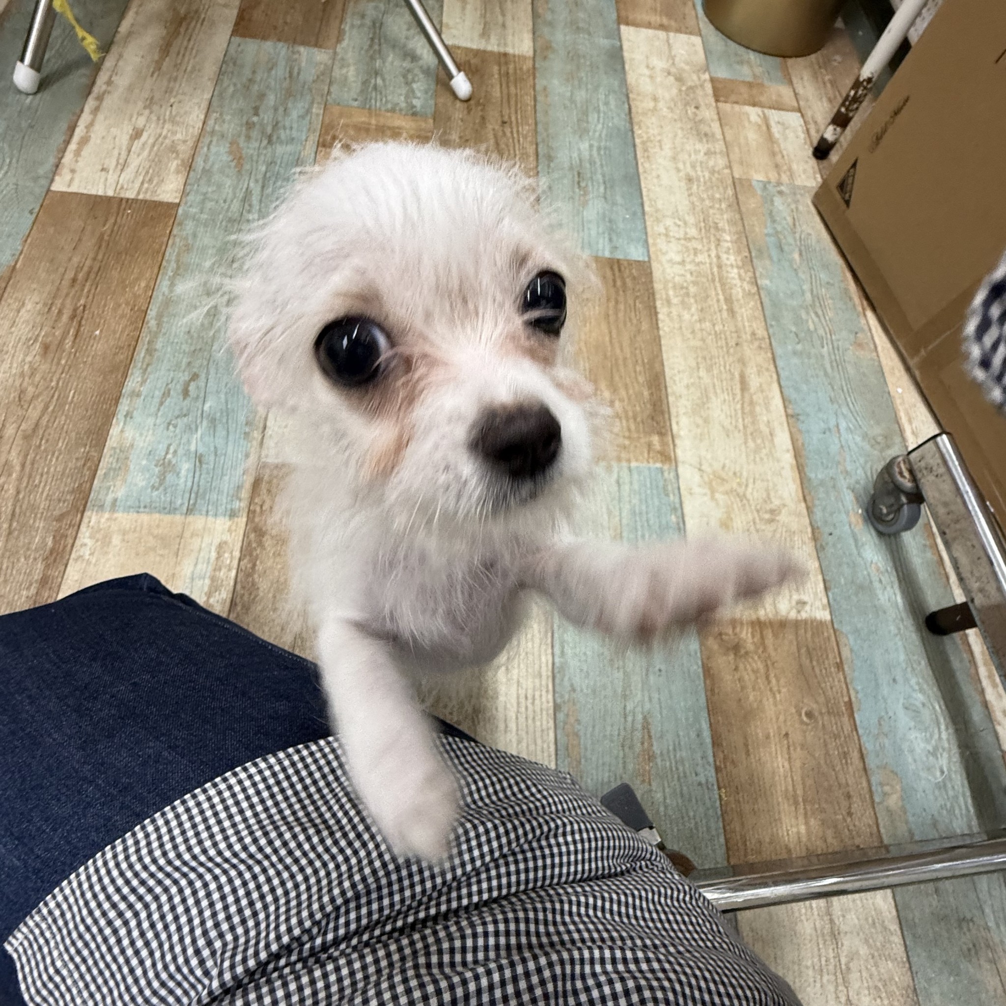 静岡県のハーフ犬・ミックス犬 (マルエスペット御殿場店/2026年6月22日生まれ/女の子/ホワイト)の子犬の4枚目の画像