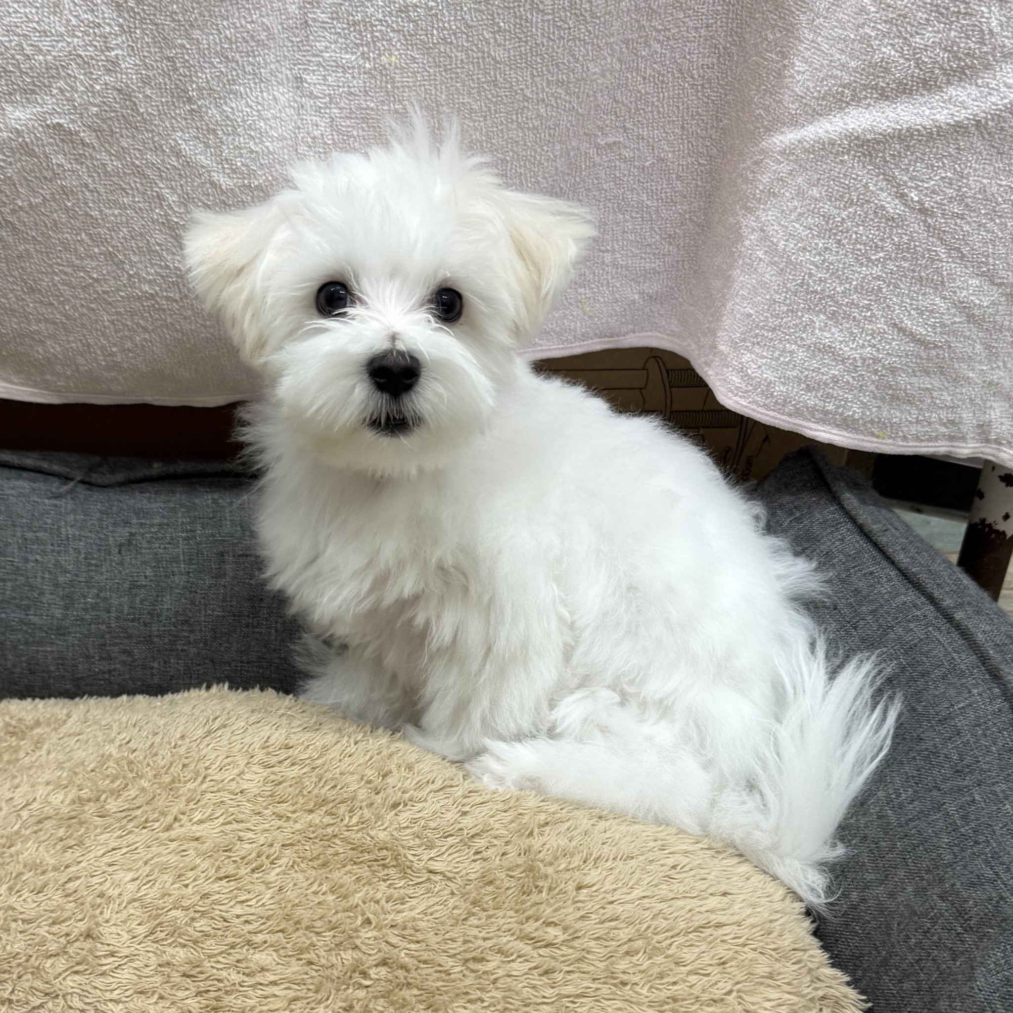 静岡県のマルチーズ (マルエスペット御殿場店/2026年5月4日生まれ/男の子/ホワイト)の子犬の4枚目の画像