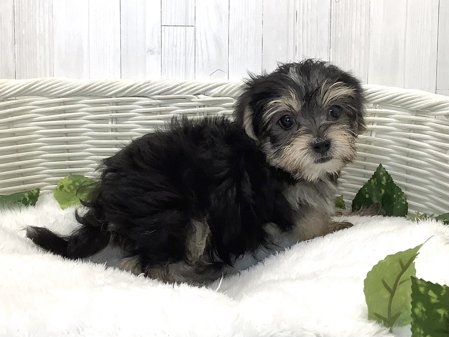 静岡県のハーフ犬・ミックス犬 (マルエスペットホームアシスト店/2026年7月20日生まれ/男の子/スチールブルークリーム)の子犬の3枚目の画像