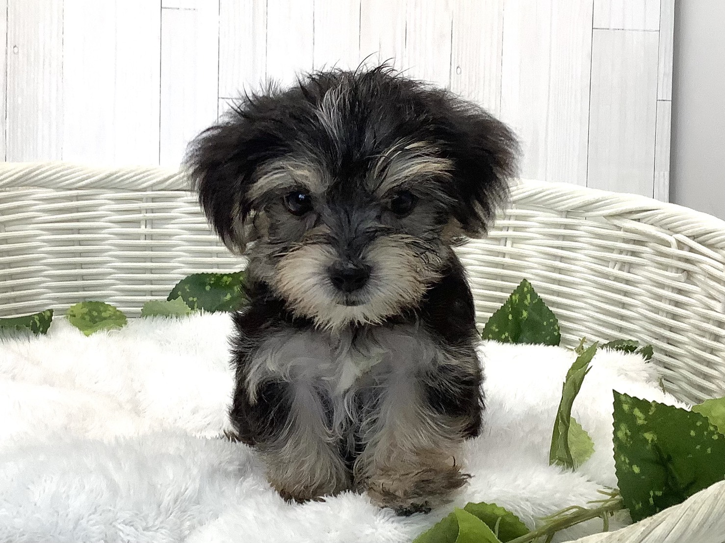 静岡県のハーフ犬・ミックス犬 (マルエスペットホームアシスト店/2026年7月20日生まれ/男の子/スチールブルークリーム)の子犬の2枚目の画像
