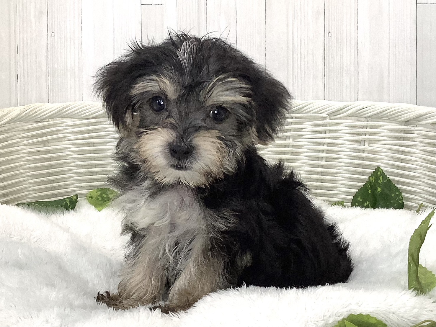 静岡県のハーフ犬・ミックス犬 (マルエスペットホームアシスト店/2026年7月20日生まれ/男の子/スチールブルークリーム)の子犬の1枚目の画像
