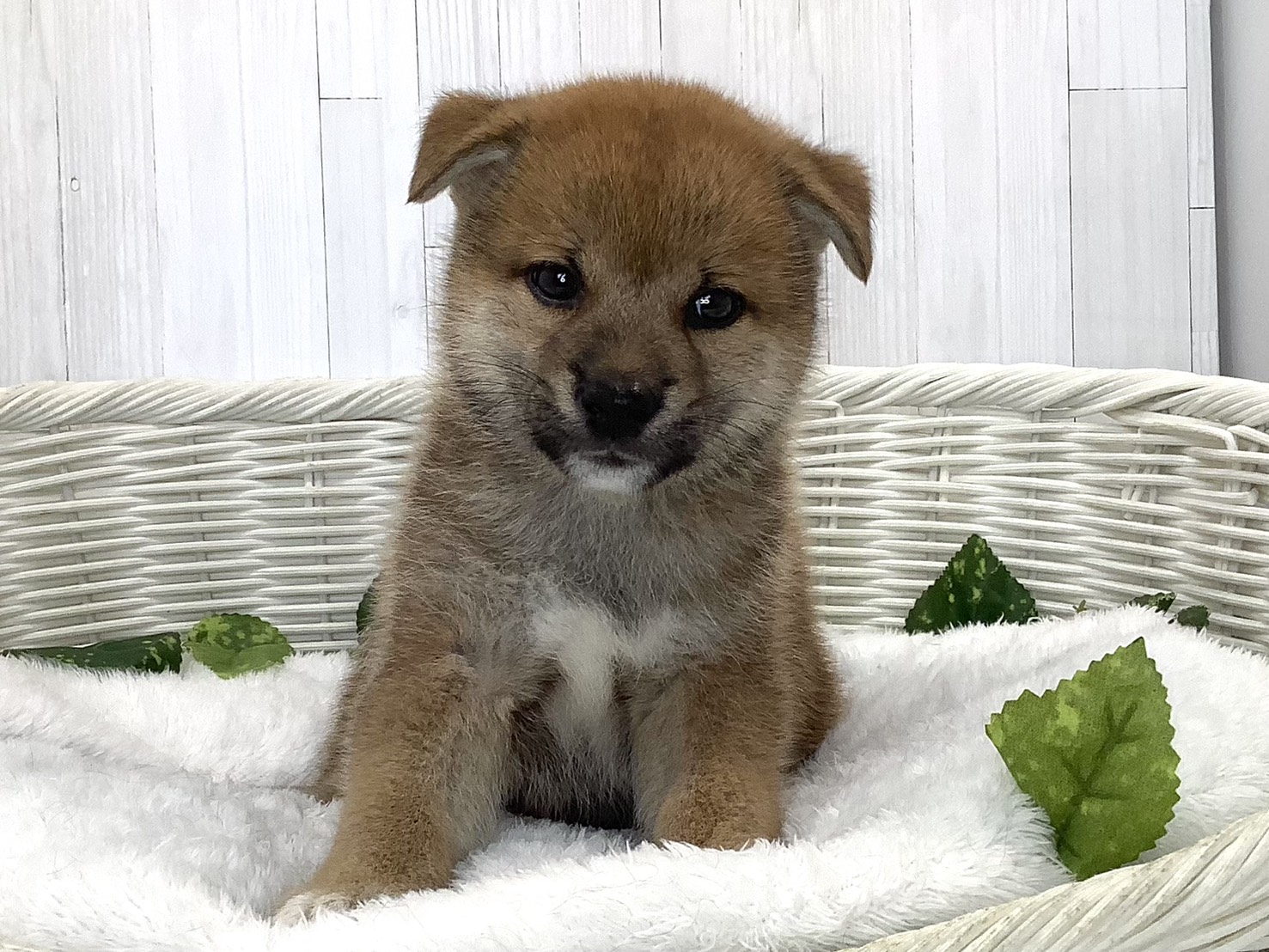 2026年7月19日生まれの柴犬(標準サイズ)