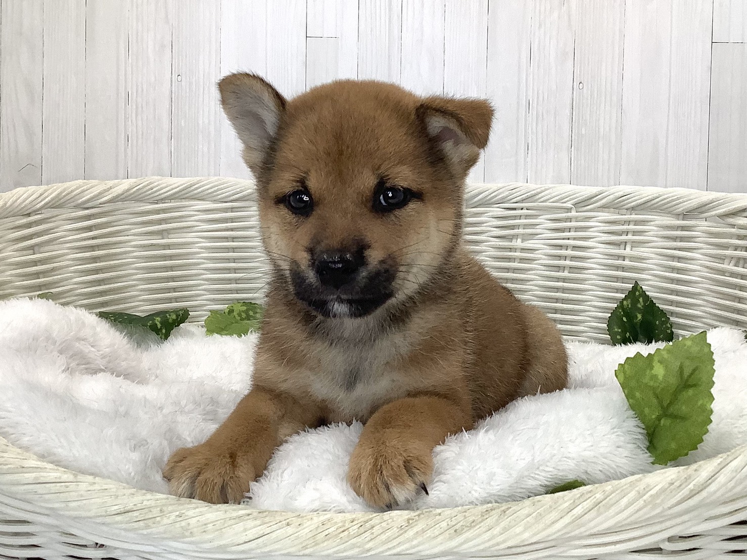 奈良県の柴犬(標準サイズ) (ペットアミ生駒店/2026年7月19日生まれ/男の子/赤)の子犬の1枚目の画像