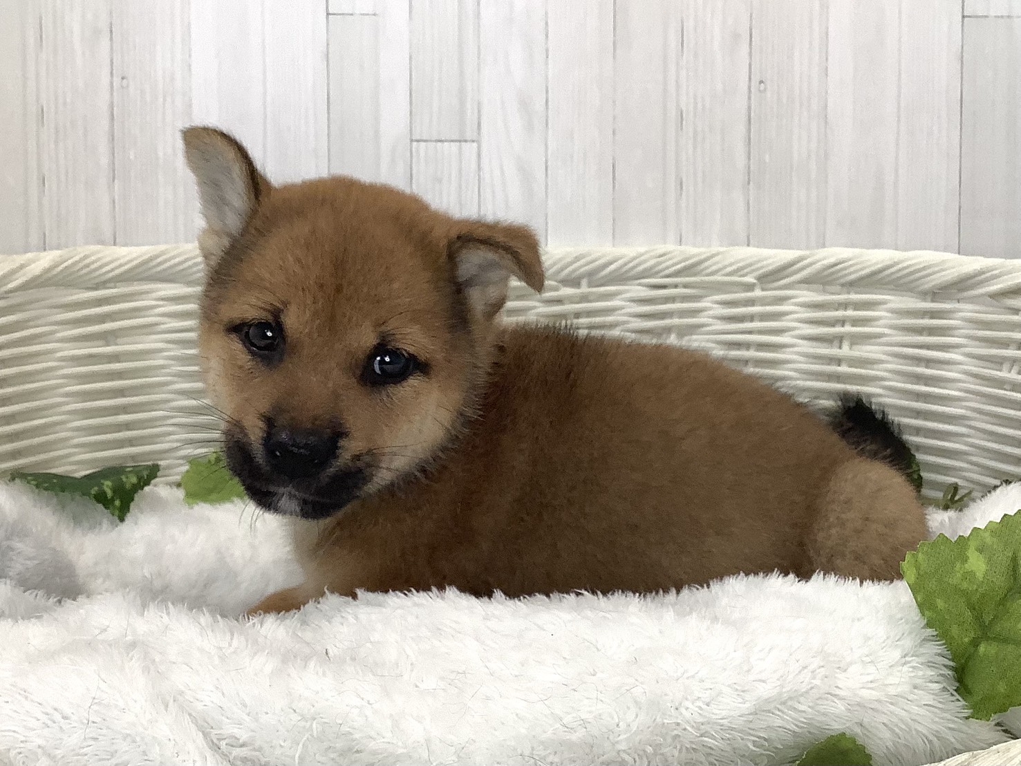 奈良県の柴犬(標準サイズ) (ペットアミ生駒店/2026年7月19日生まれ/男の子/赤)の子犬の3枚目の画像