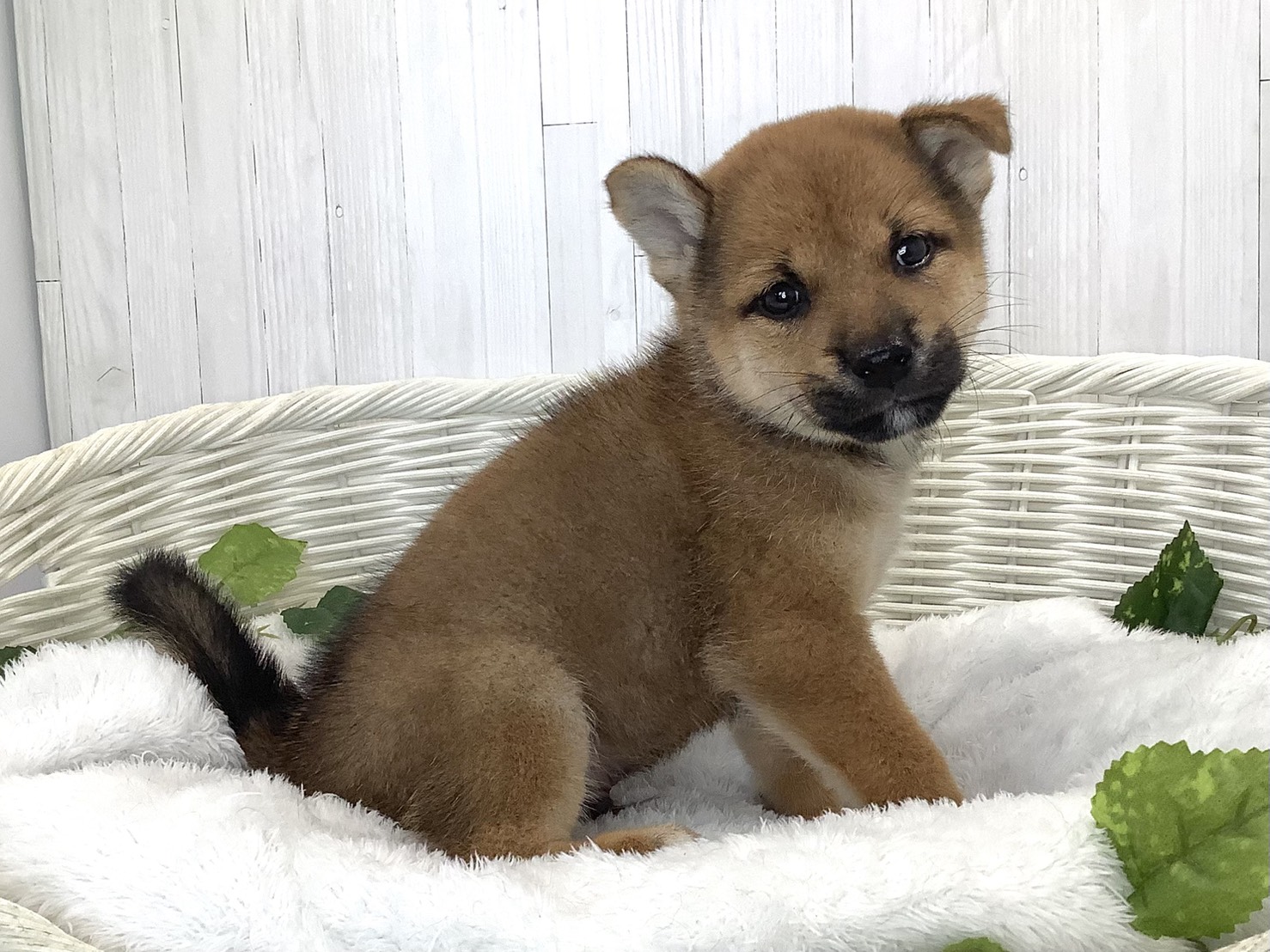 奈良県の柴犬(標準サイズ) (ペットアミ生駒店/2026年7月19日生まれ/男の子/赤)の子犬の2枚目の画像