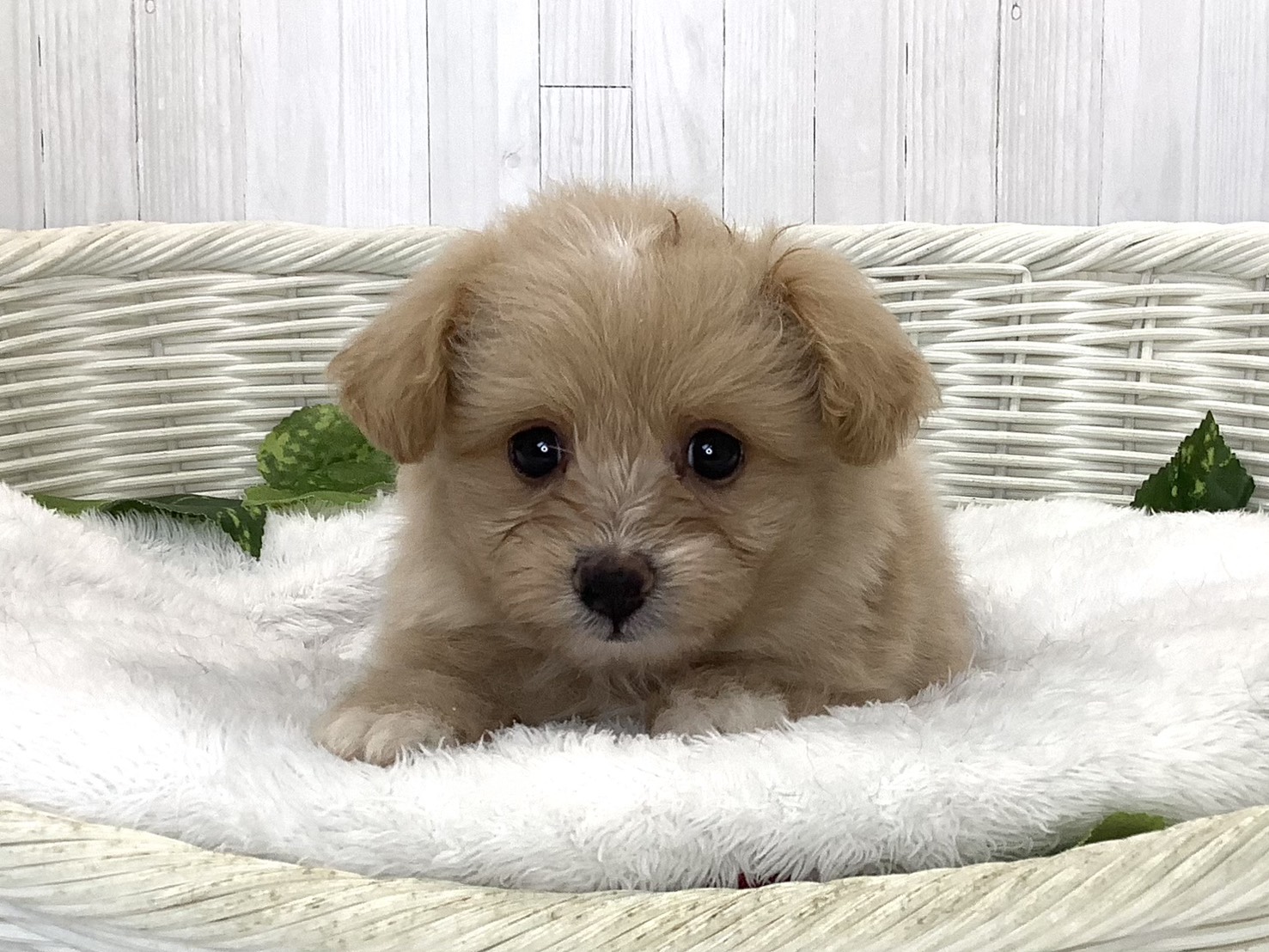 千葉県のハーフ犬・ミックス犬 (マルエスペット千鳥町店/2026年7月20日生まれ/女の子/クリーム)の子犬の1枚目の画像