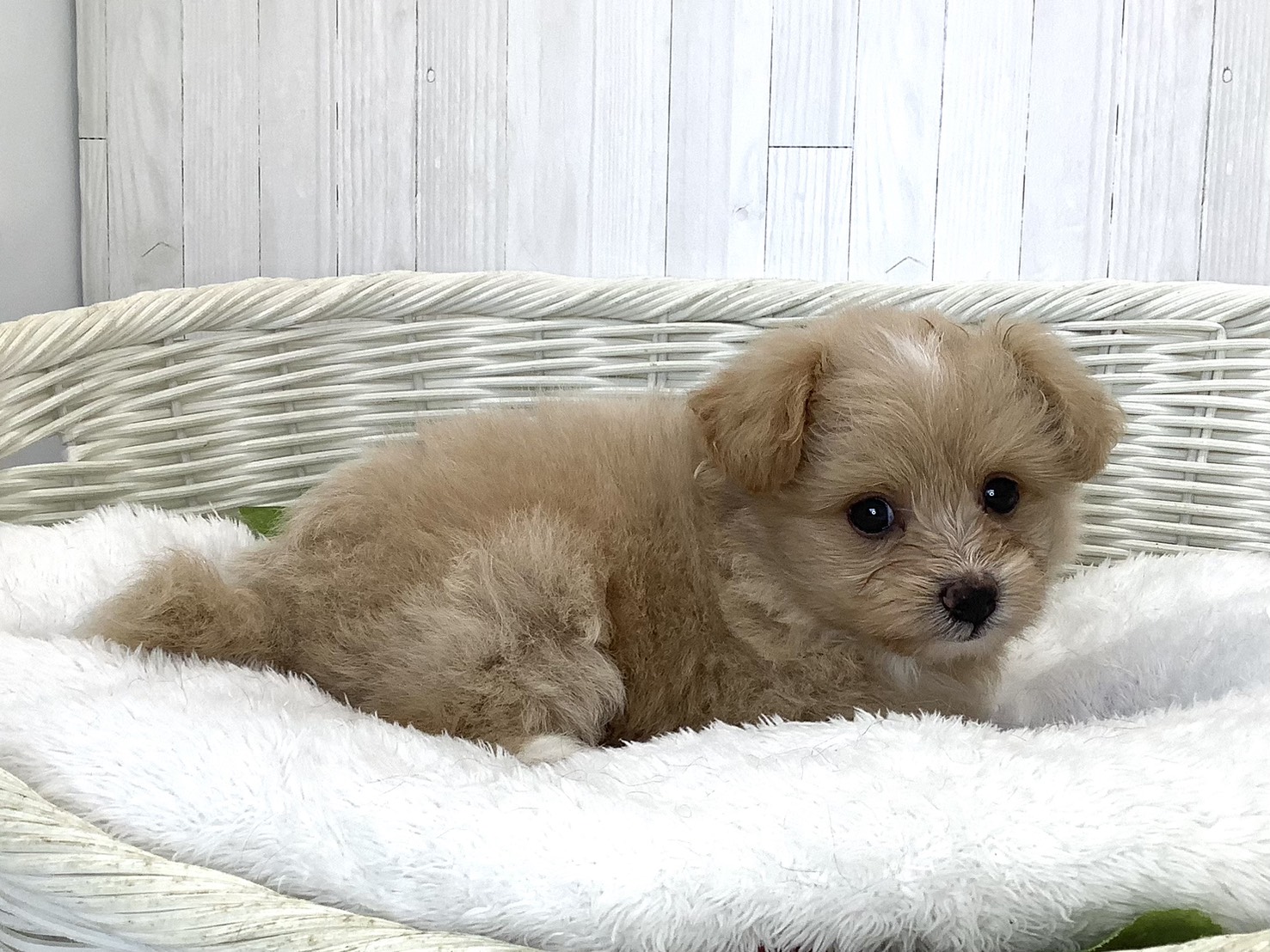 千葉県のハーフ犬・ミックス犬 (マルエスペット千鳥町店/2026年7月20日生まれ/女の子/クリーム)の子犬の3枚目の画像