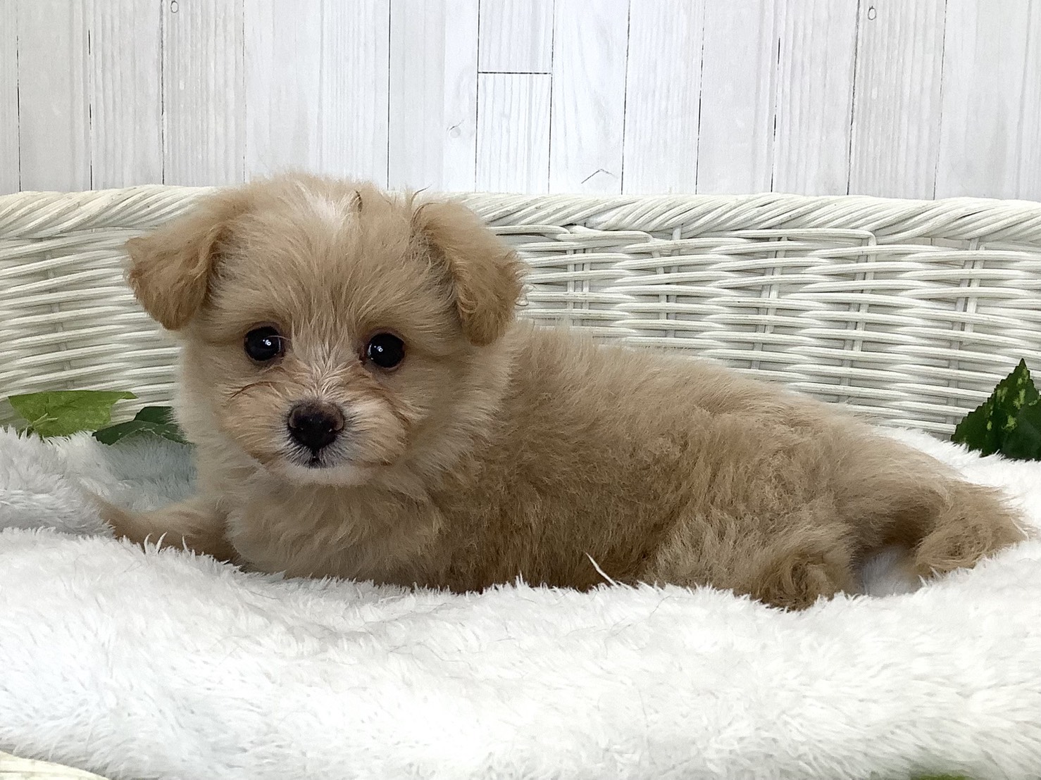 千葉県のハーフ犬・ミックス犬 (マルエスペット千鳥町店/2026年7月20日生まれ/女の子/クリーム)の子犬の2枚目の画像