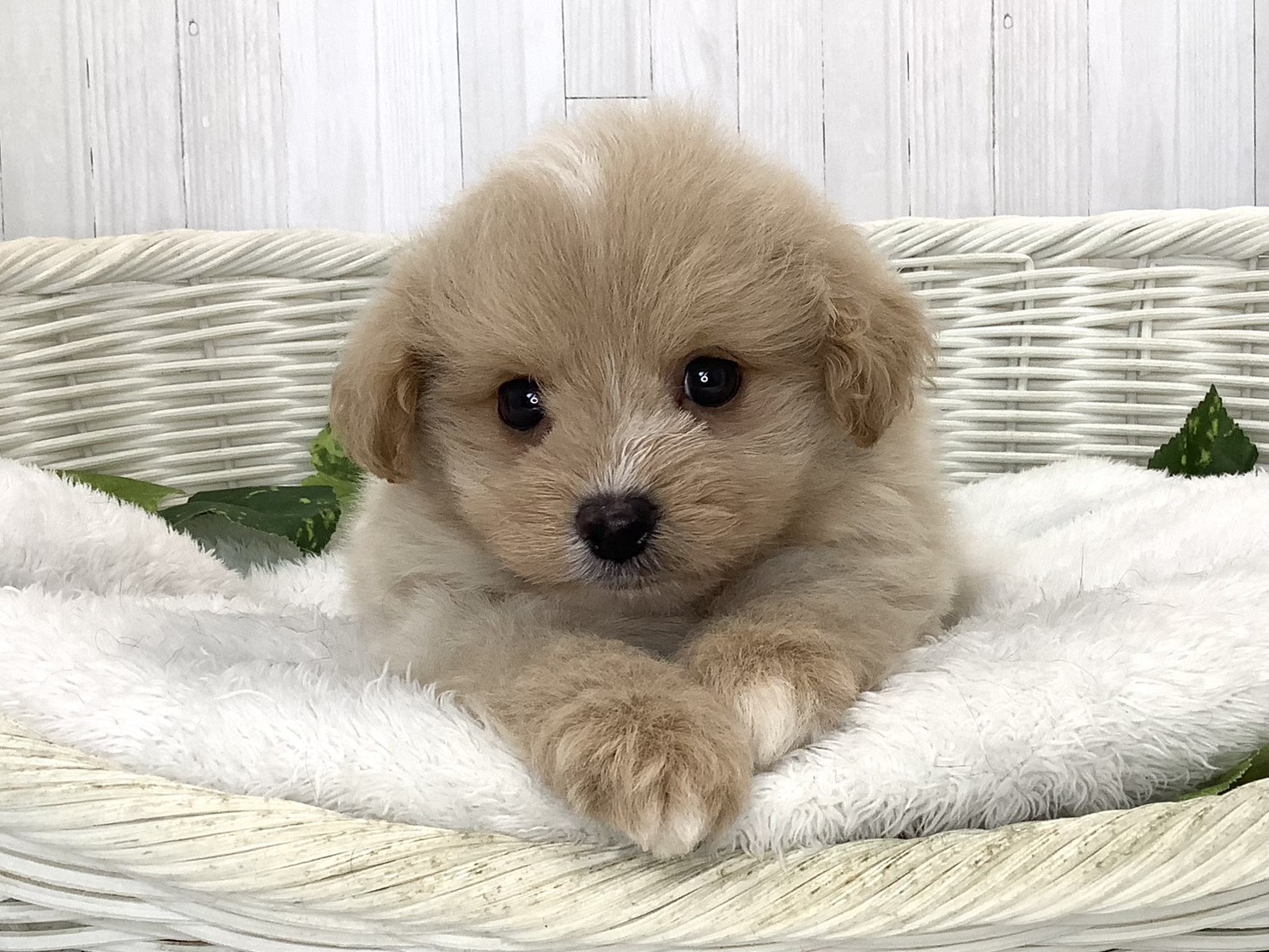 静岡県のハーフ犬・ミックス犬 (マルエスペット清水駒越店/2026年7月20日生まれ/男の子/クリーム)の子犬の1枚目の画像