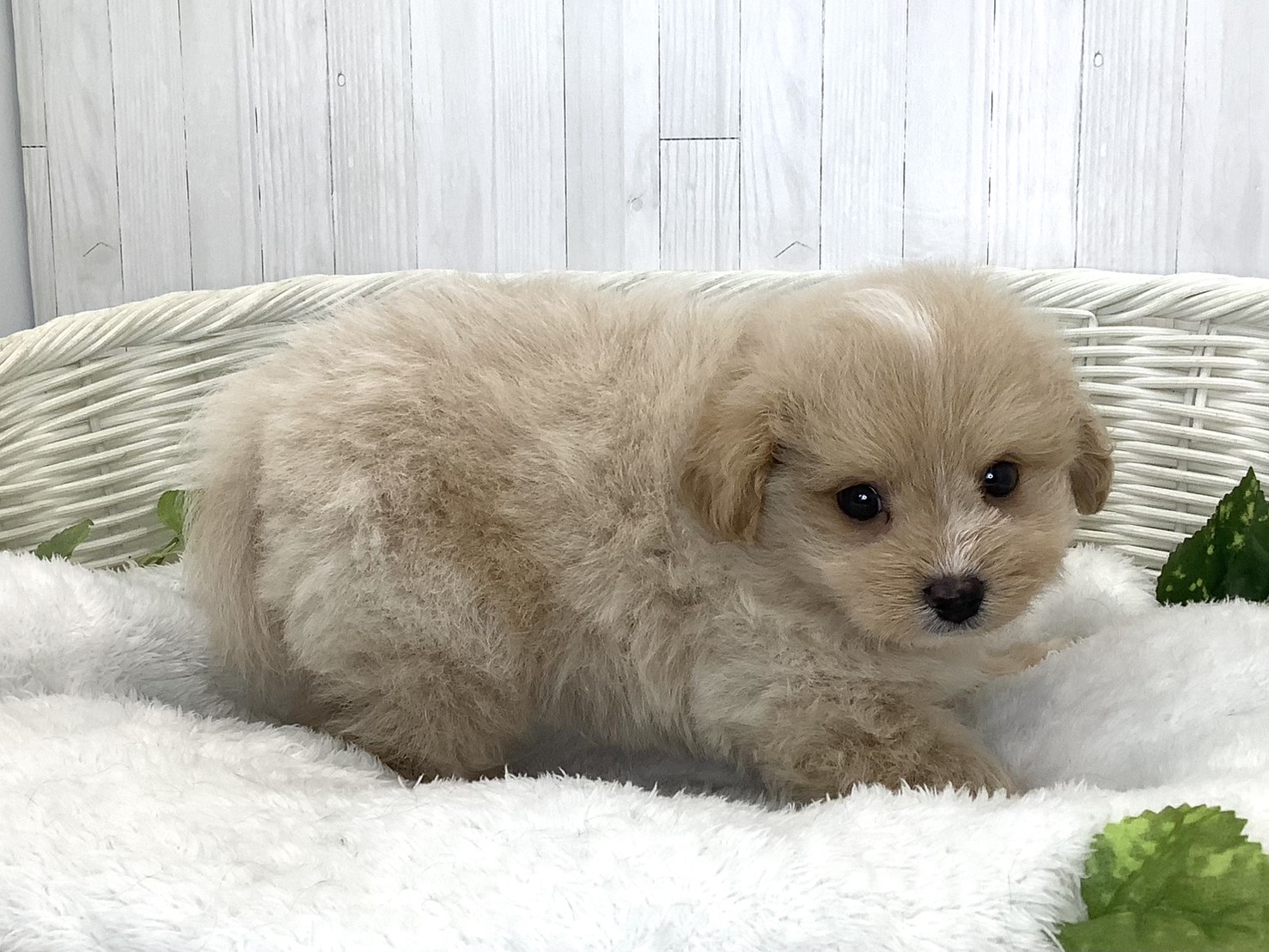 静岡県のハーフ犬・ミックス犬 (マルエスペット清水駒越店/2026年7月20日生まれ/男の子/クリーム)の子犬の3枚目の画像