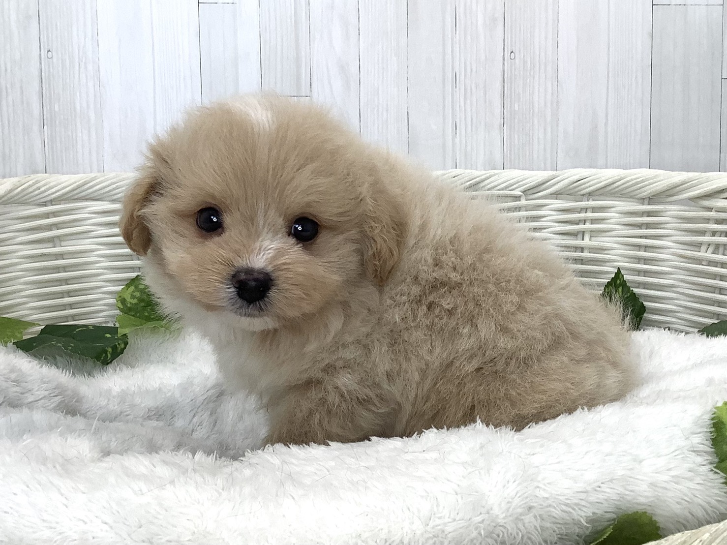 静岡県のハーフ犬・ミックス犬 (マルエスペット清水駒越店/2026年7月20日生まれ/男の子/クリーム)の子犬の2枚目の画像