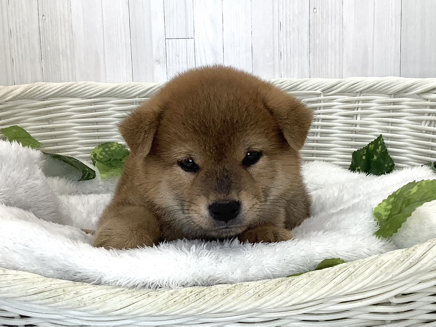静岡県の柴犬(標準サイズ) (マルエスペット御殿場店/2026年7月19日生まれ/男の子/赤)の子犬の1枚目の画像