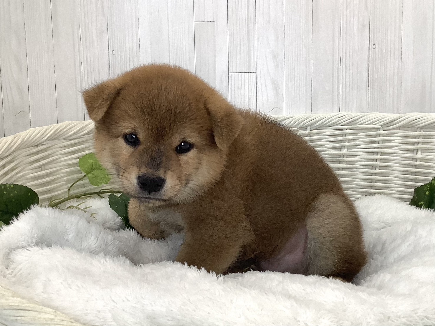 静岡県の柴犬(標準サイズ) (マルエスペット御殿場店/2026年7月19日生まれ/男の子/赤)の子犬の2枚目の画像