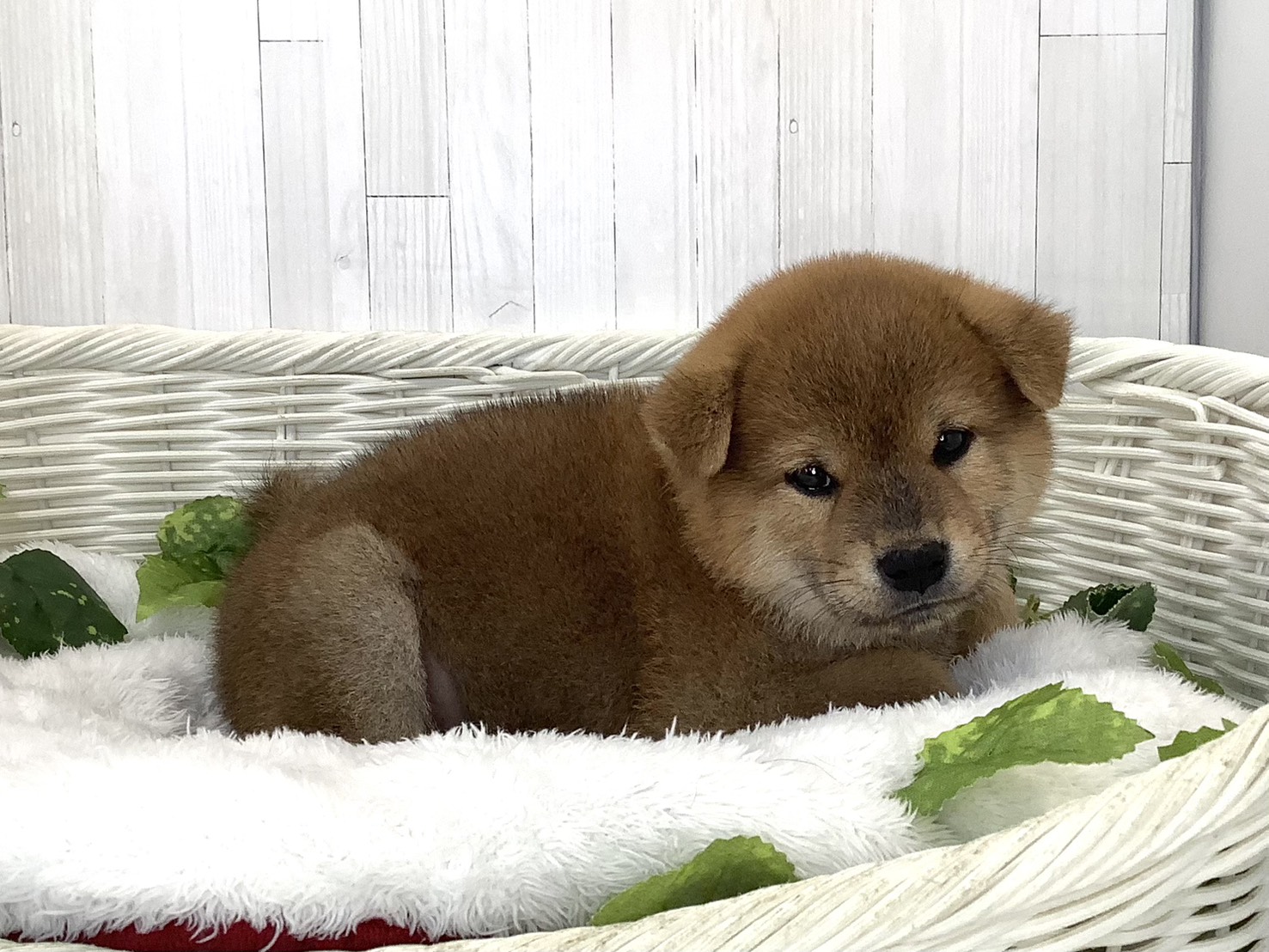 静岡県の柴犬(標準サイズ) (マルエスペット御殿場店/2026年7月19日生まれ/男の子/赤)の子犬の3枚目の画像